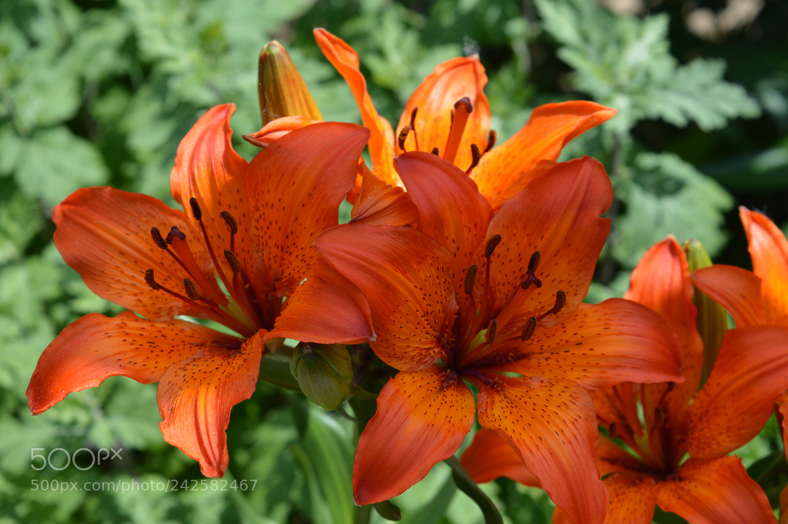 Nikon D3200 sample photo. 35561322771.jpg photography