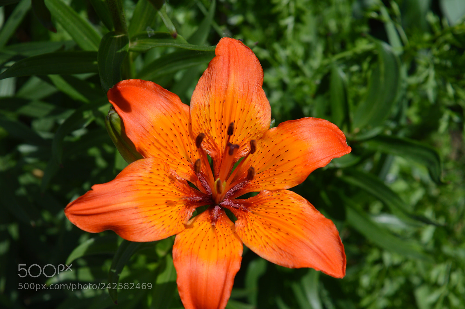Nikon D3200 sample photo. 34850781844.jpg photography