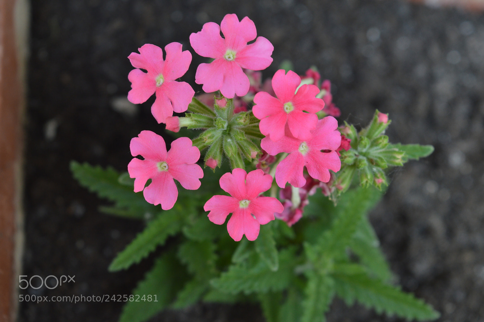 Nikon D3200 sample photo. 35304660160.jpg photography