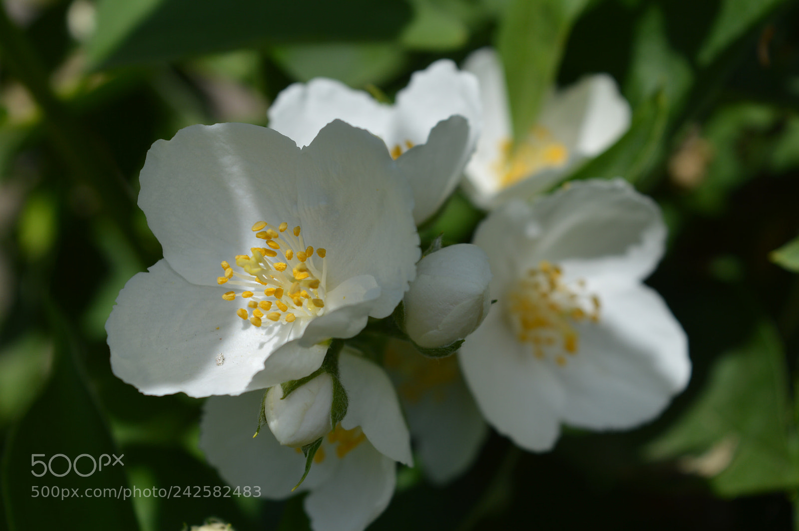 Nikon D3200 sample photo. 35561324251.jpg photography