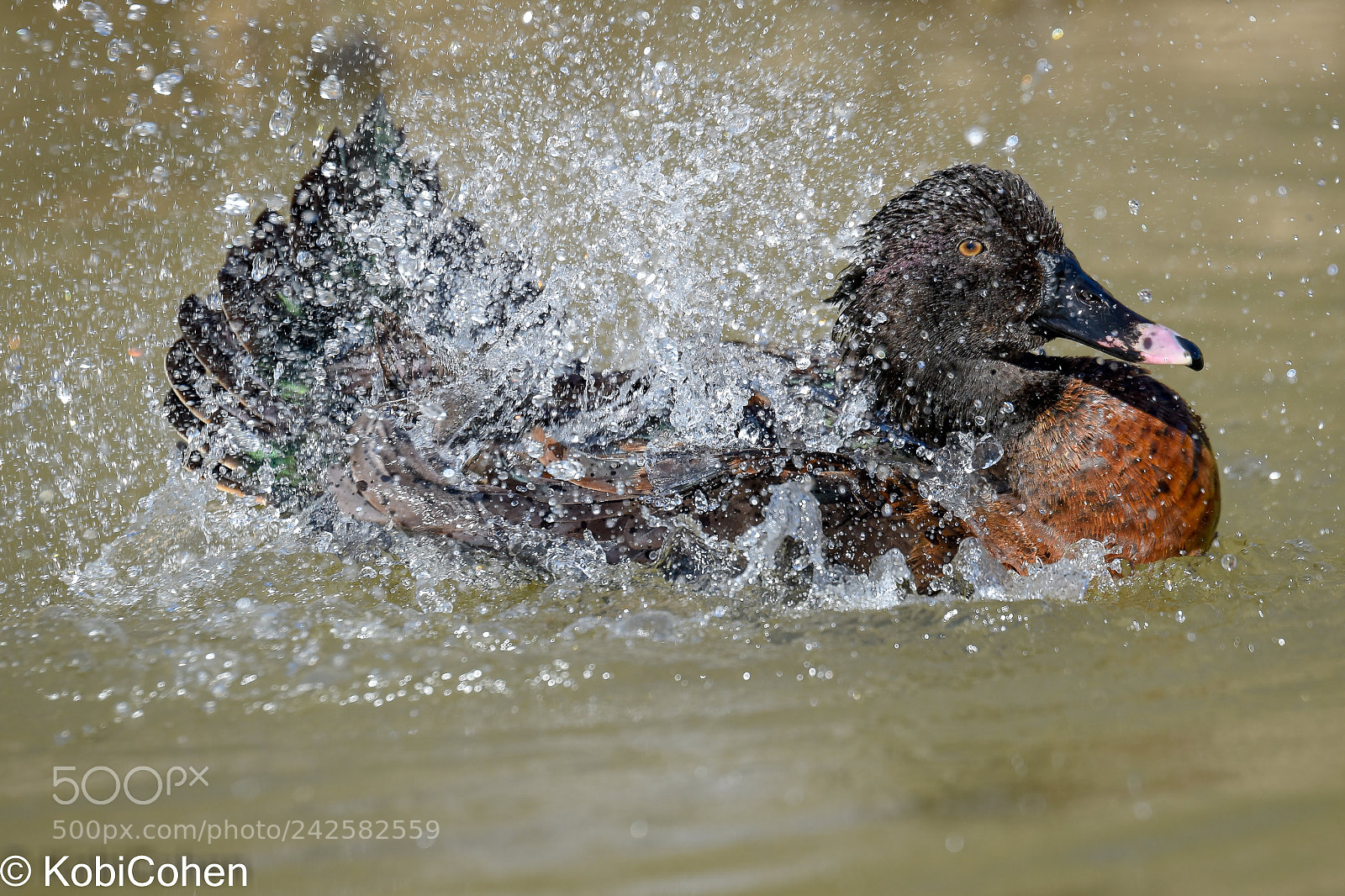 Nikon D5600 sample photo. Splash water duck photography