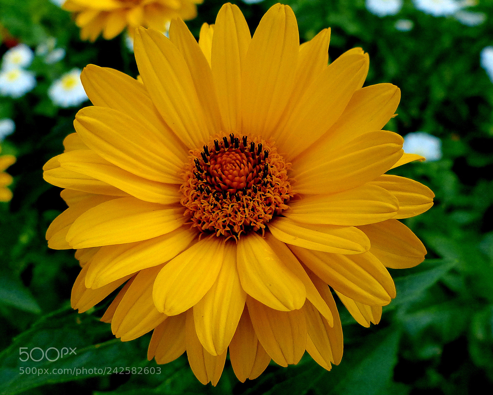 Panasonic Lumix DMC-FZ200 sample photo. Rudebeck photography