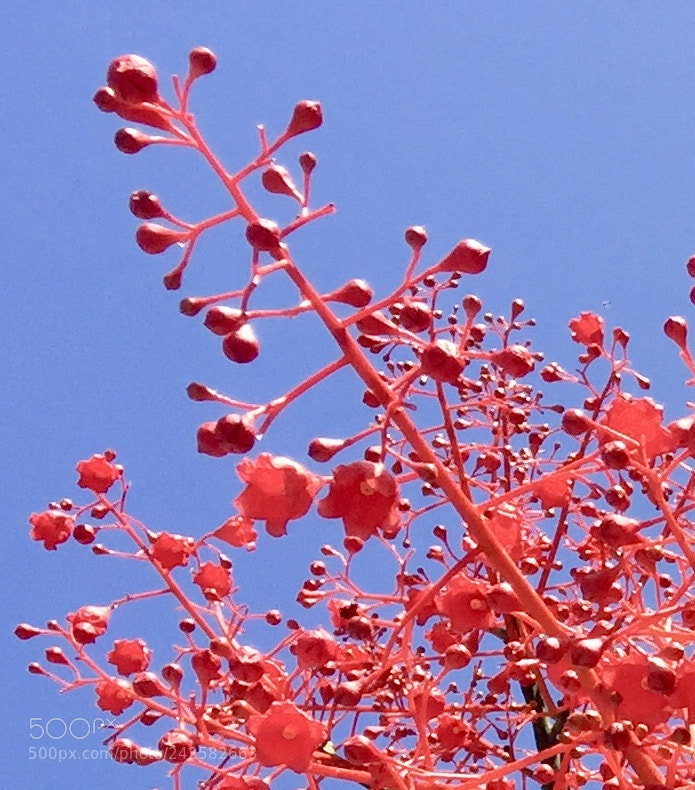 Apple iPhone 6 sample photo. Untitled photography