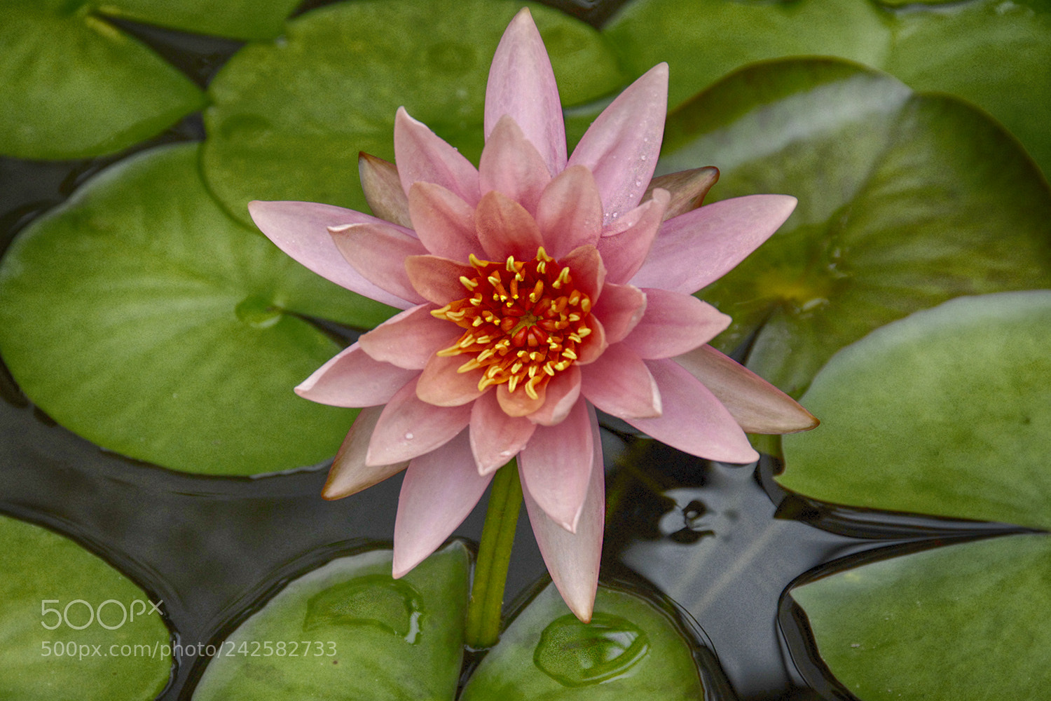 Nikon D200 sample photo. Water lily photography