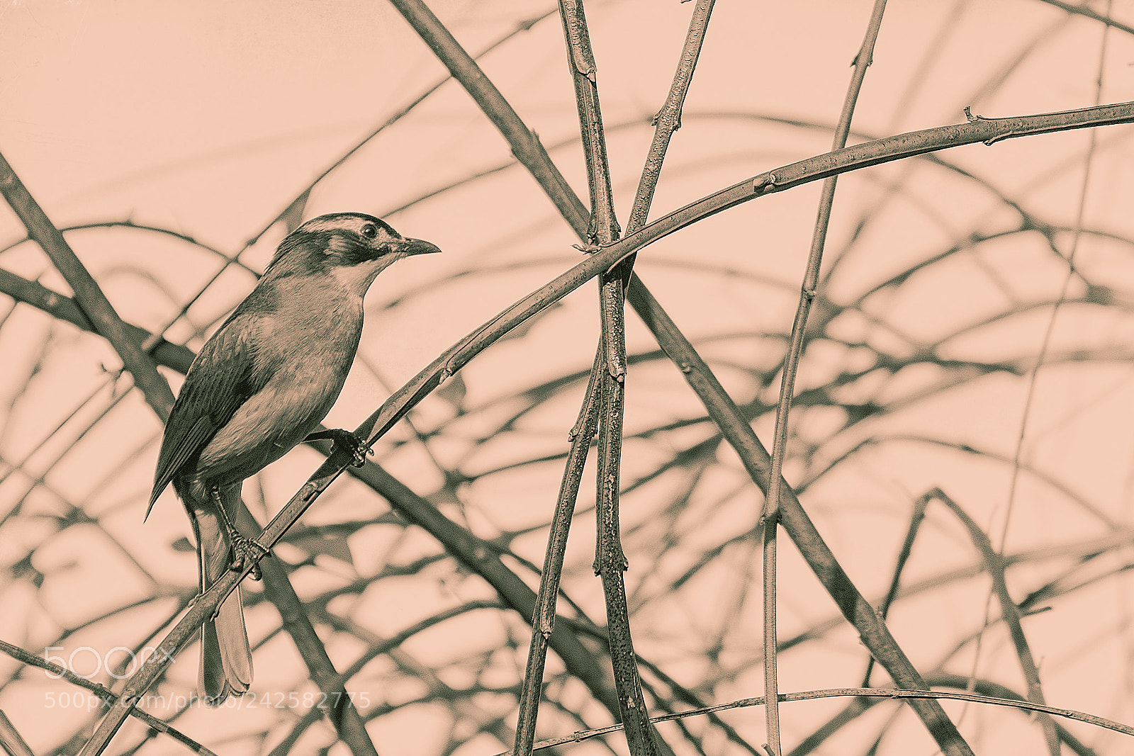 Sony a6300 sample photo. Bird photography
