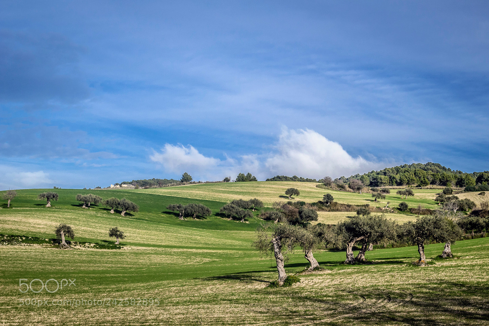 Canon EOS 100D (EOS Rebel SL1 / EOS Kiss X7) sample photo. Olivi chiaramontani photography