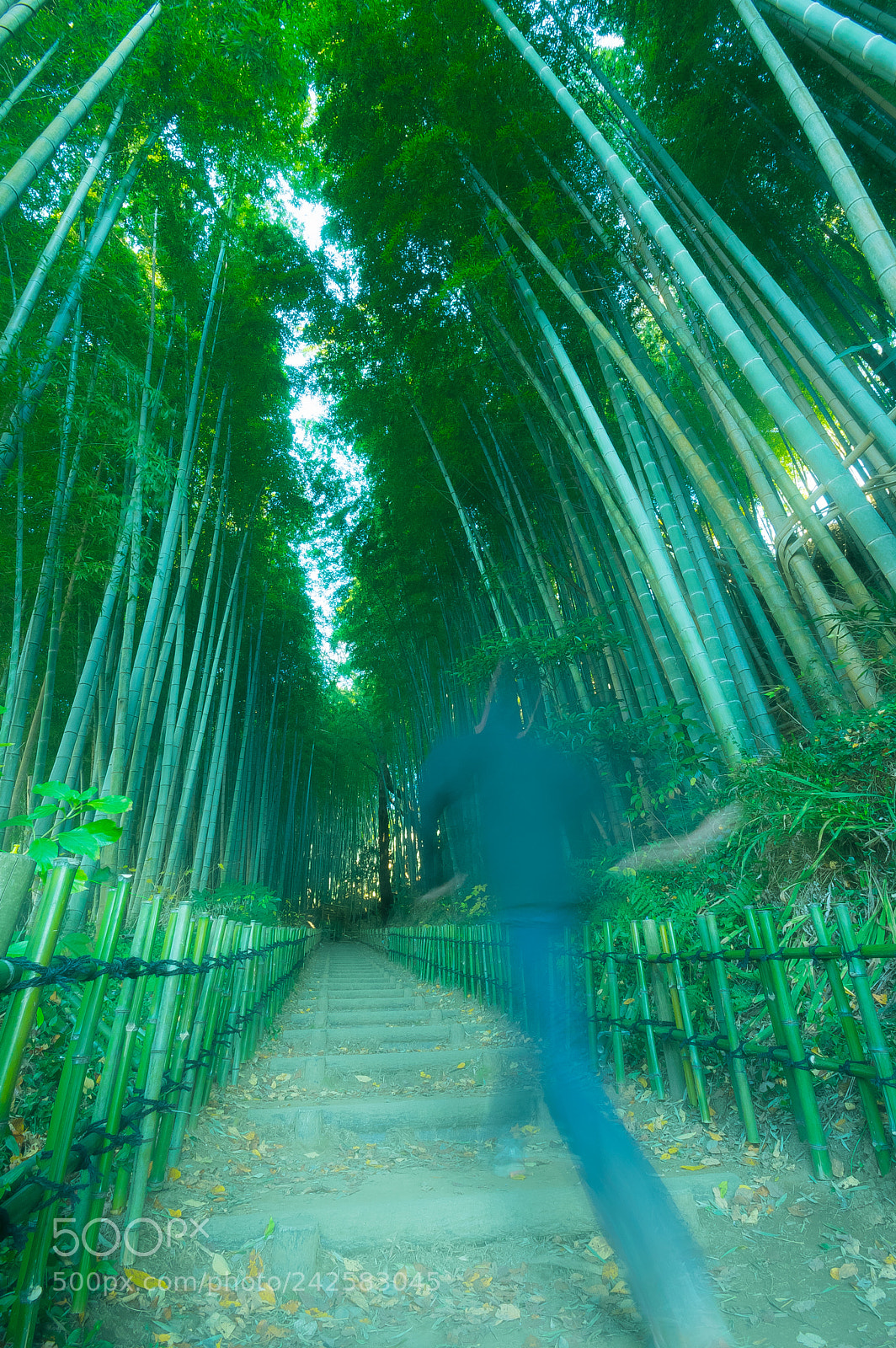 Pentax K-3 II sample photo. Bamboo road photography