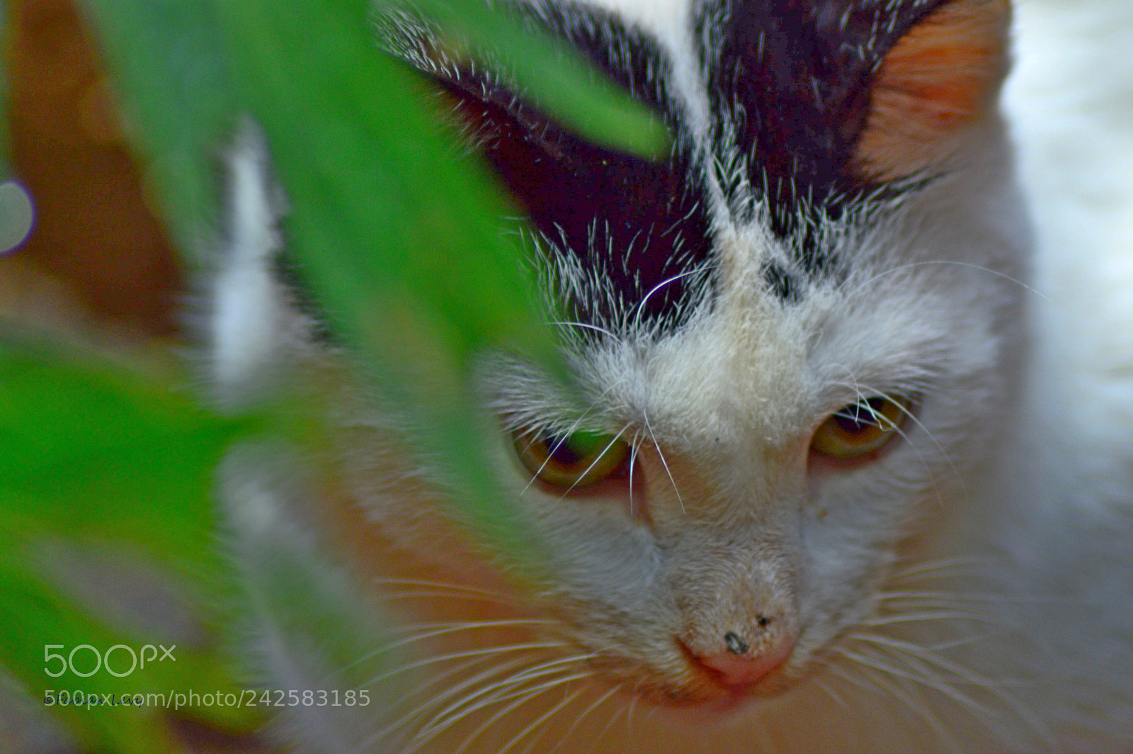 Nikon D3200 sample photo. Catgat photography