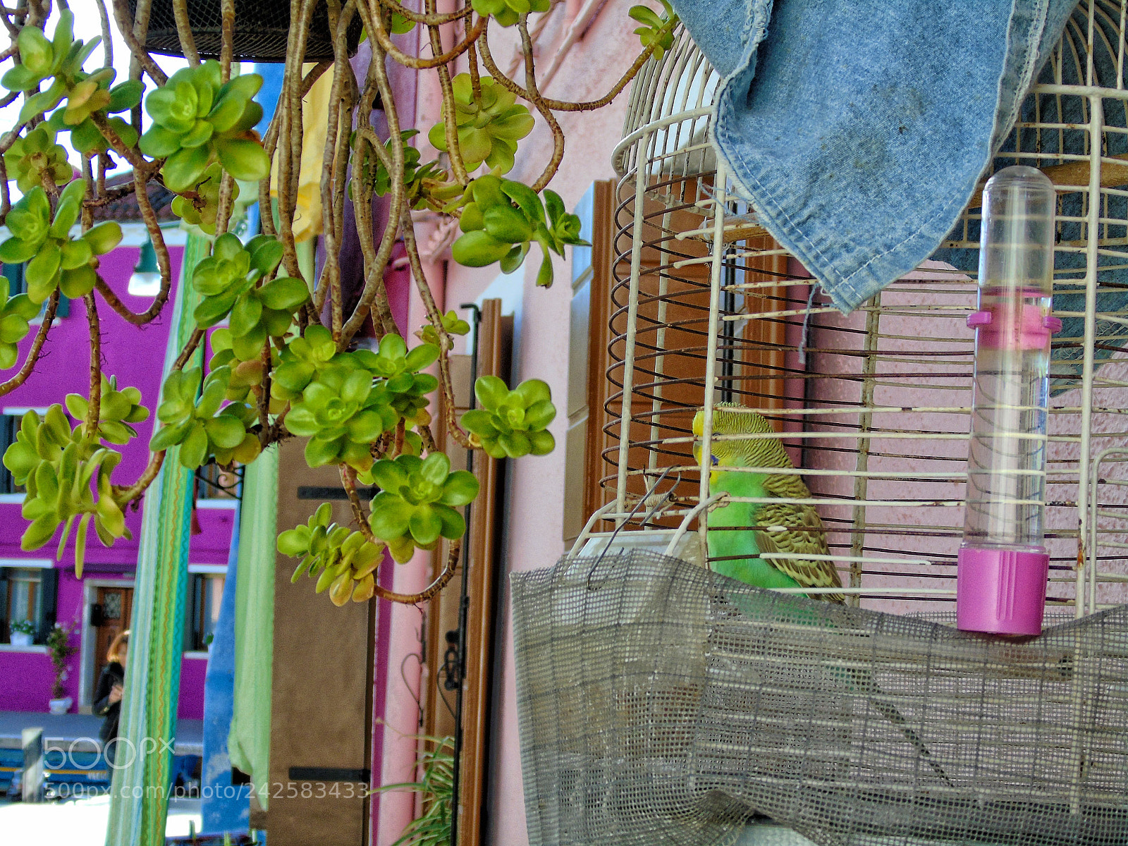 Sony Cyber-shot DSC-H400 sample photo. A golden cage photography