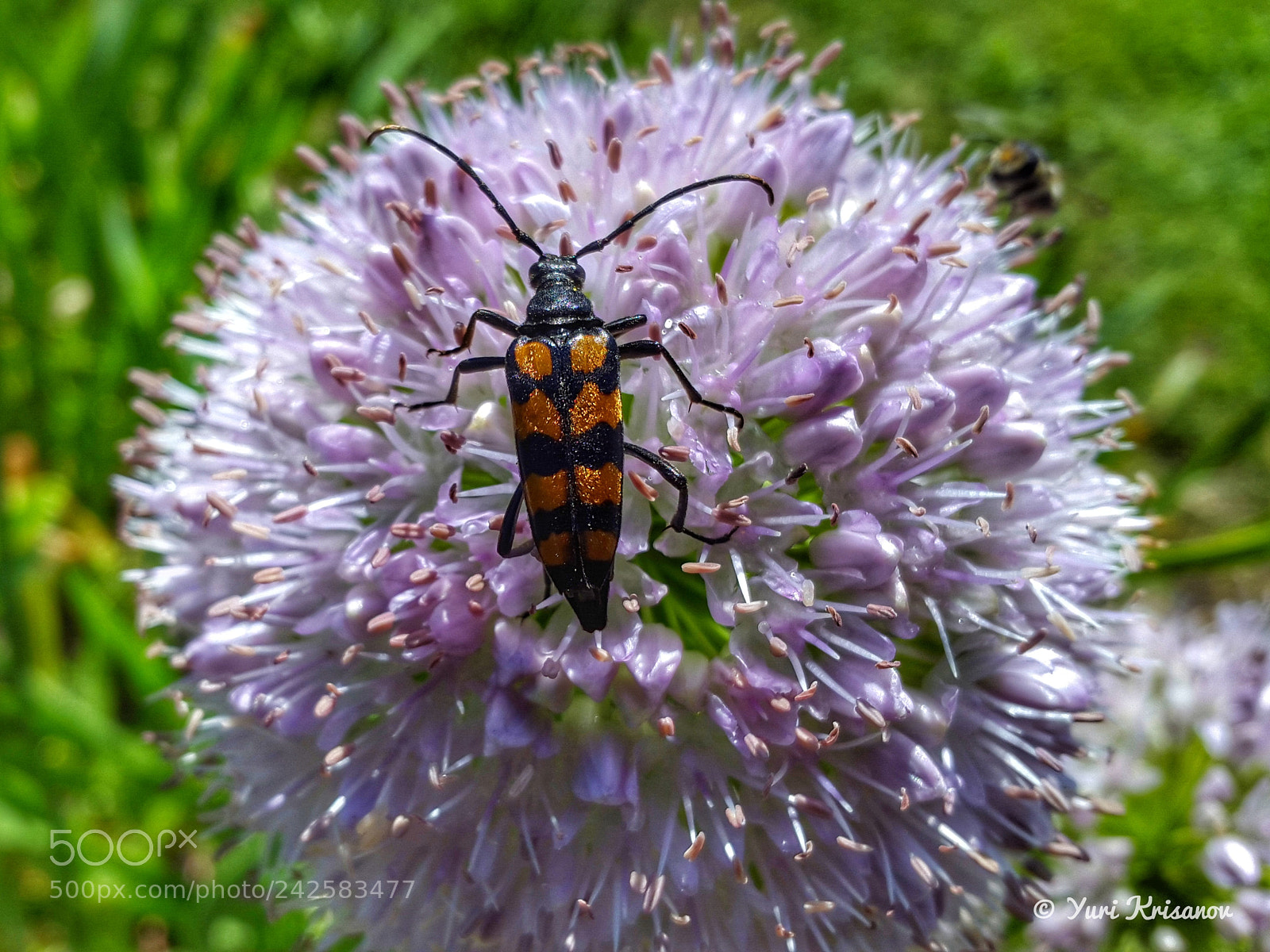 Samsung Galaxy Alpha sample photo. Beetle leptura four-striped feeds photography