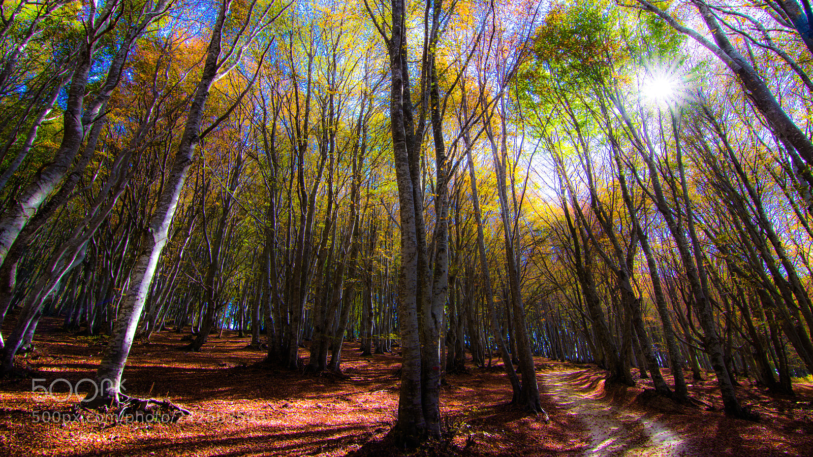 Nikon D7200 sample photo. Wonderland photography