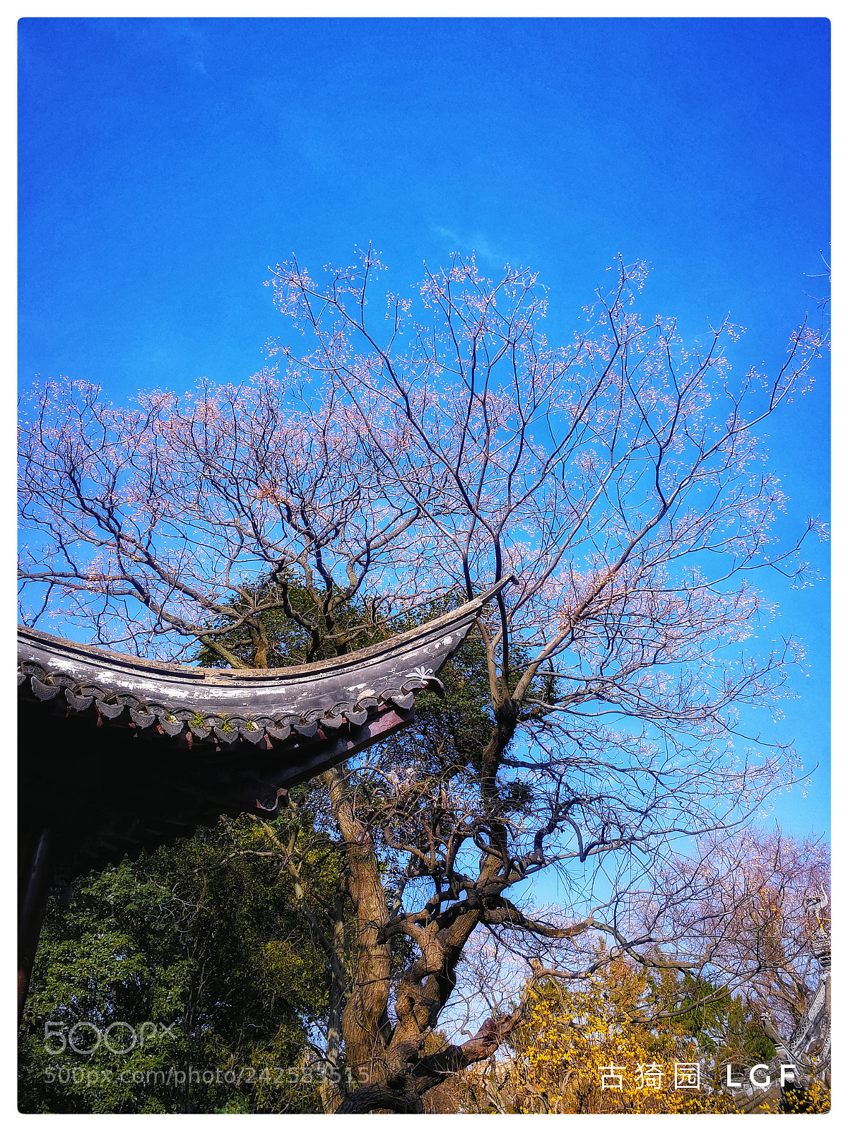 HUAWEI Mate 9 sample photo. Wintersweet guyi garden photography
