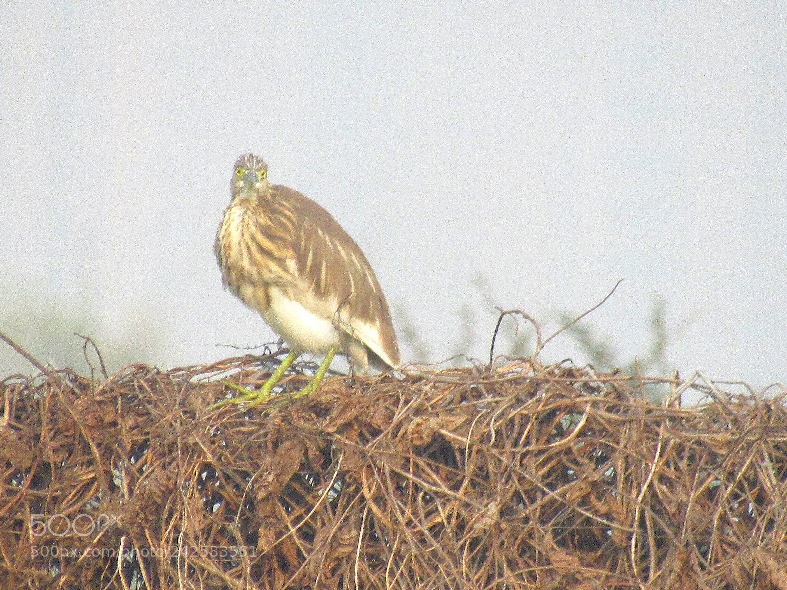 Canon PowerShot SX520 HS sample photo. Heron photography
