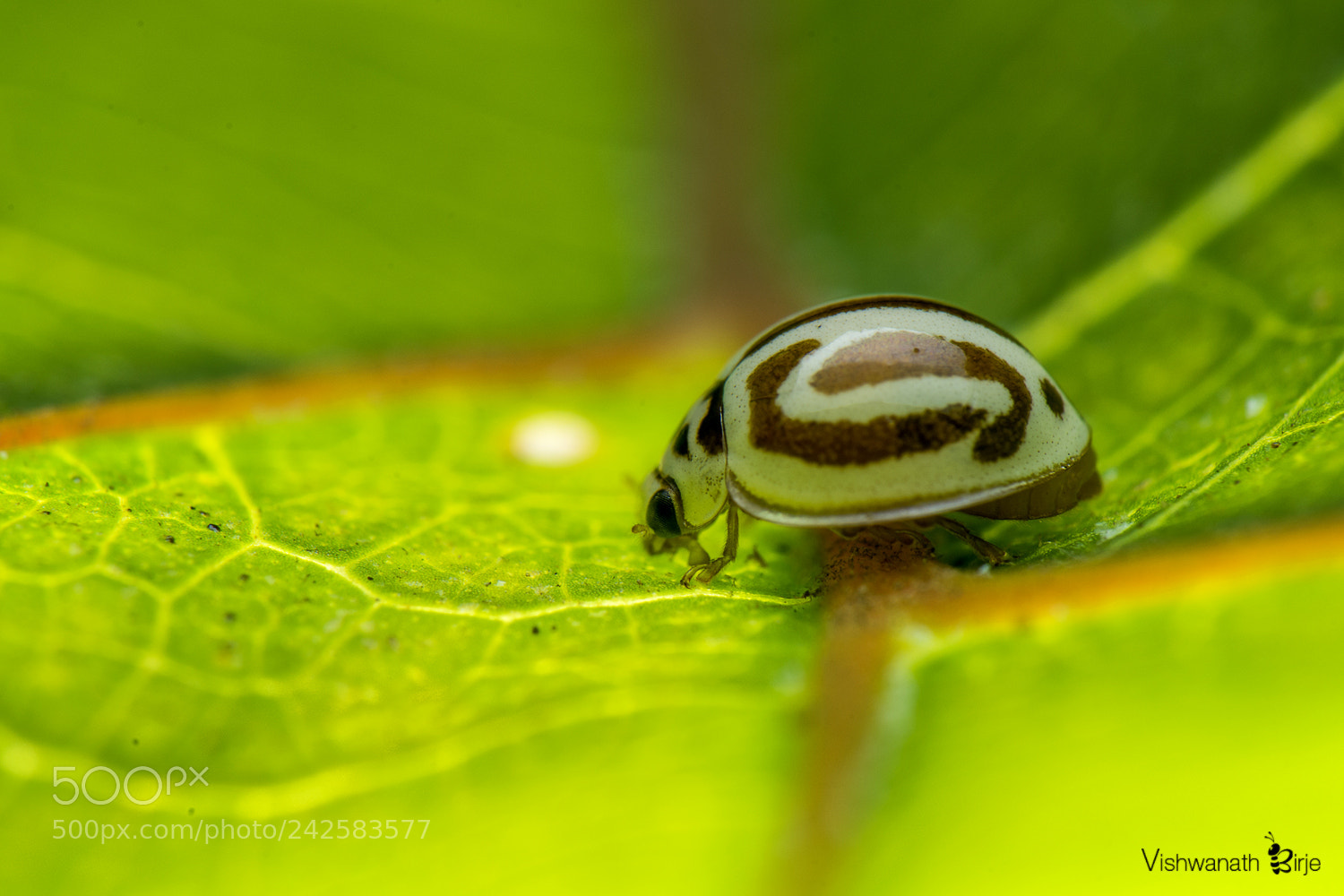 Nikon D7100 sample photo. Lady bug with glow photography