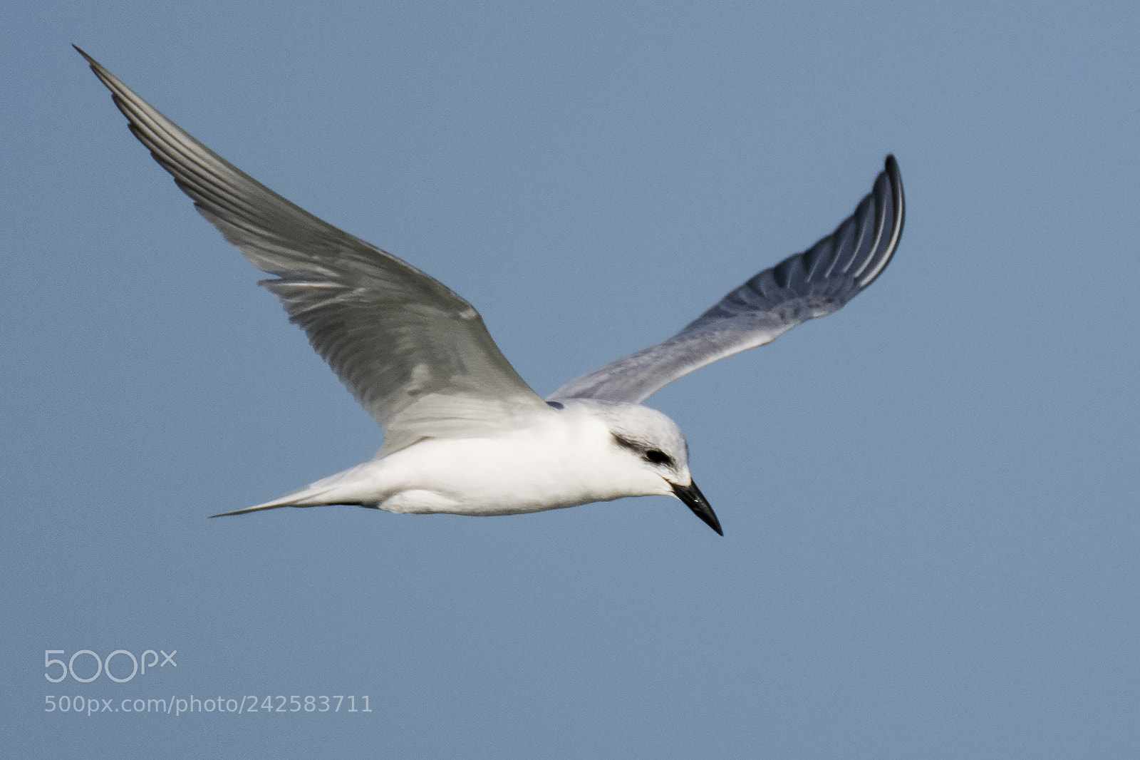 Nikon D500 sample photo. Gull-billed tern photography