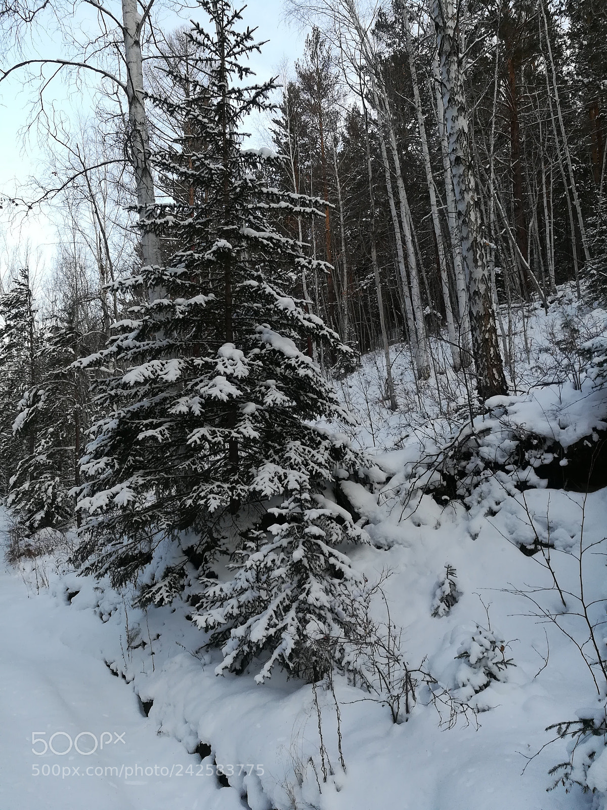 HUAWEI honor 6x sample photo. Snow foresr photography