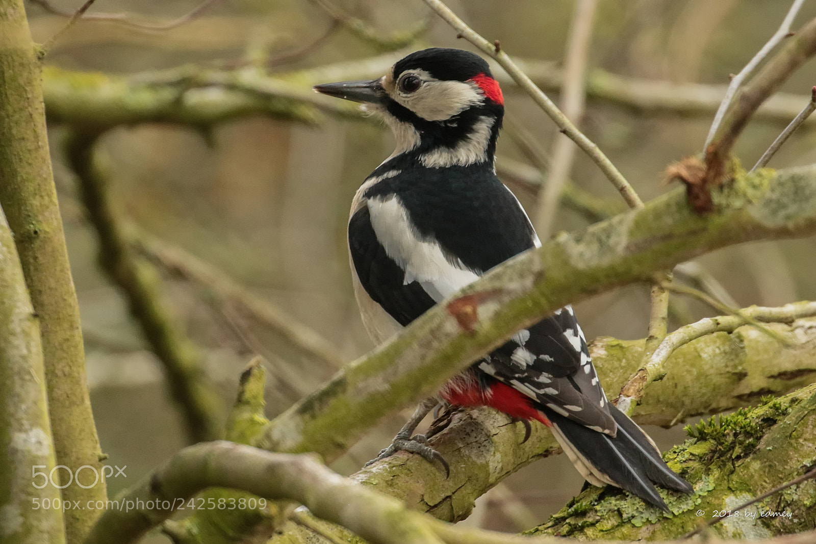 Canon EOS 7D Mark II sample photo. Grote bonte specht photography
