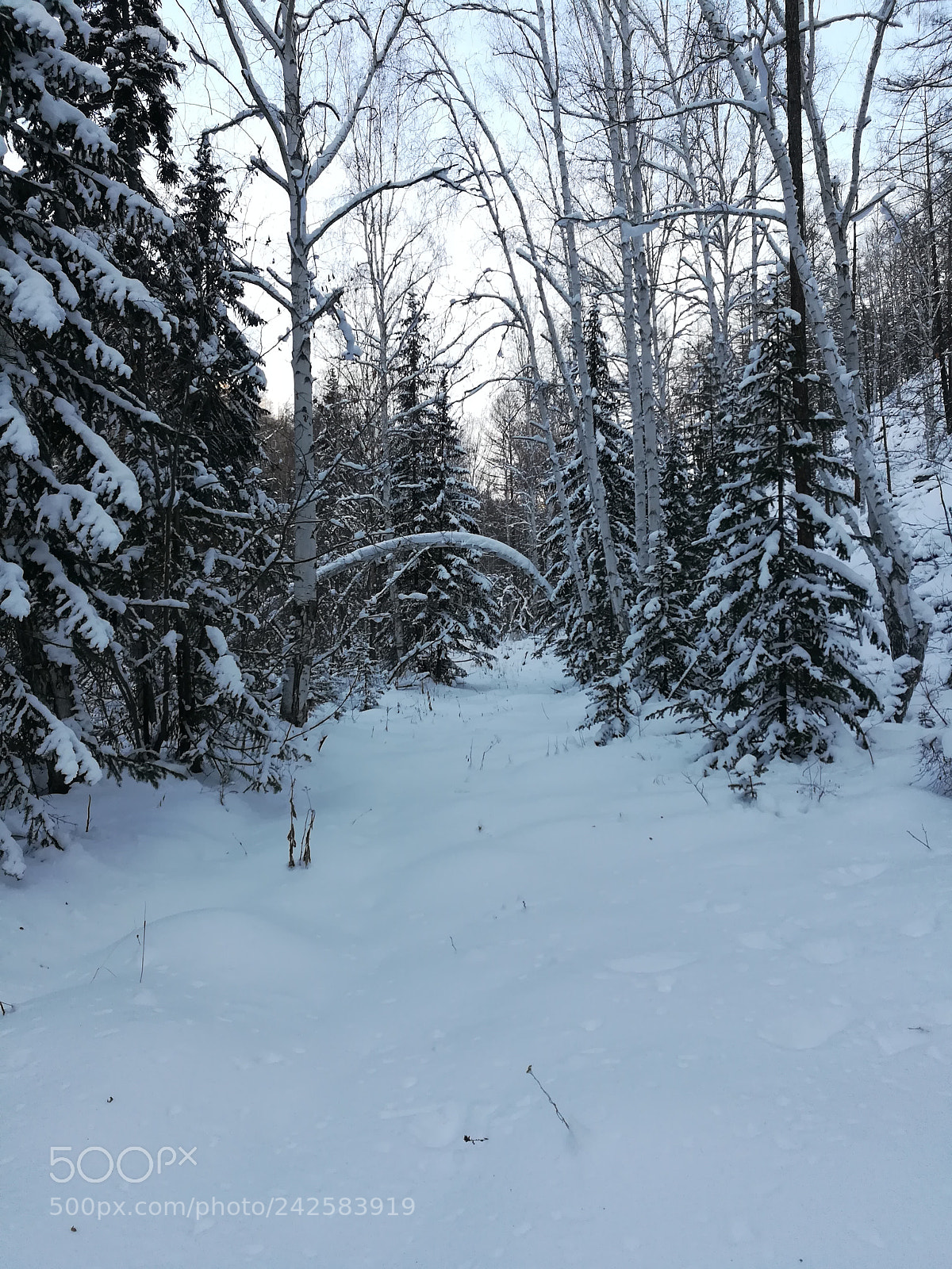 HUAWEI honor 6x sample photo. Snow road photography