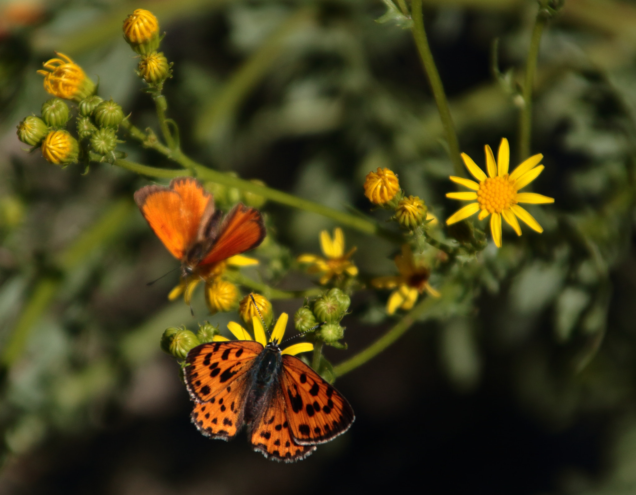 Canon EOS 700D (EOS Rebel T5i / EOS Kiss X7i) + Canon TS-E 90mm F2.8 Tilt-Shift sample photo. Natural al sol photography