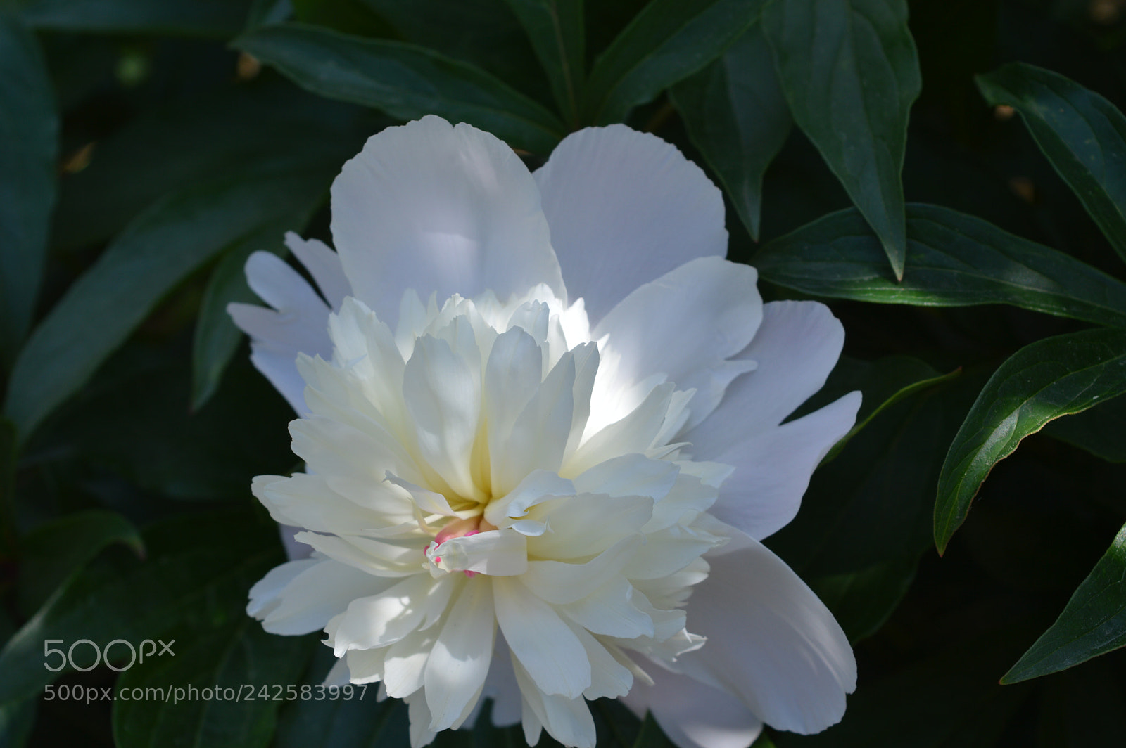 Nikon D3200 sample photo. Untitled photography