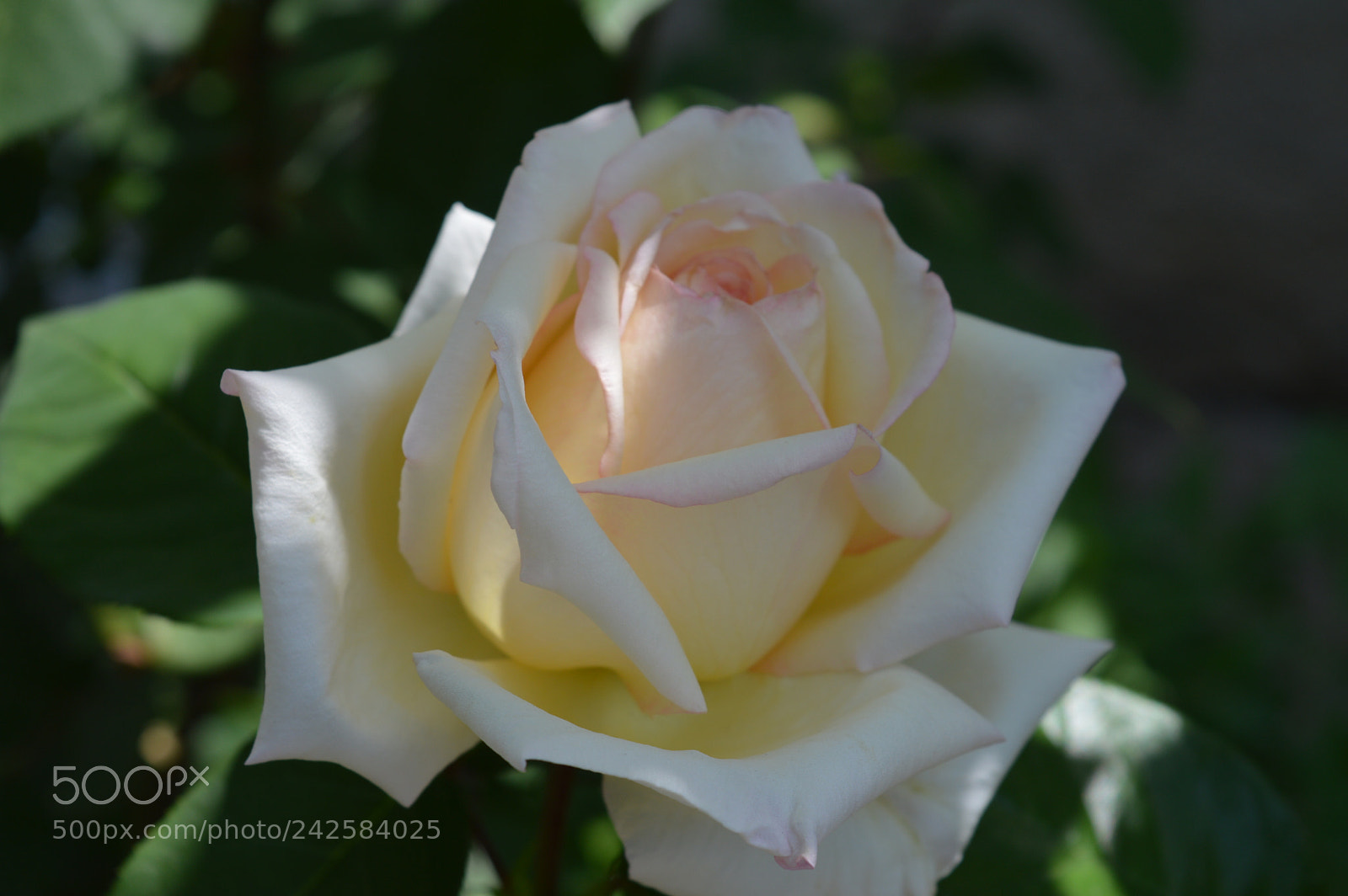 Nikon D3200 sample photo. Untitled photography