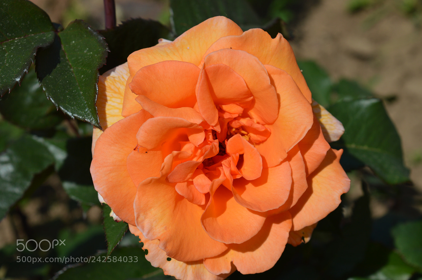 Nikon D3200 sample photo. Untitled photography