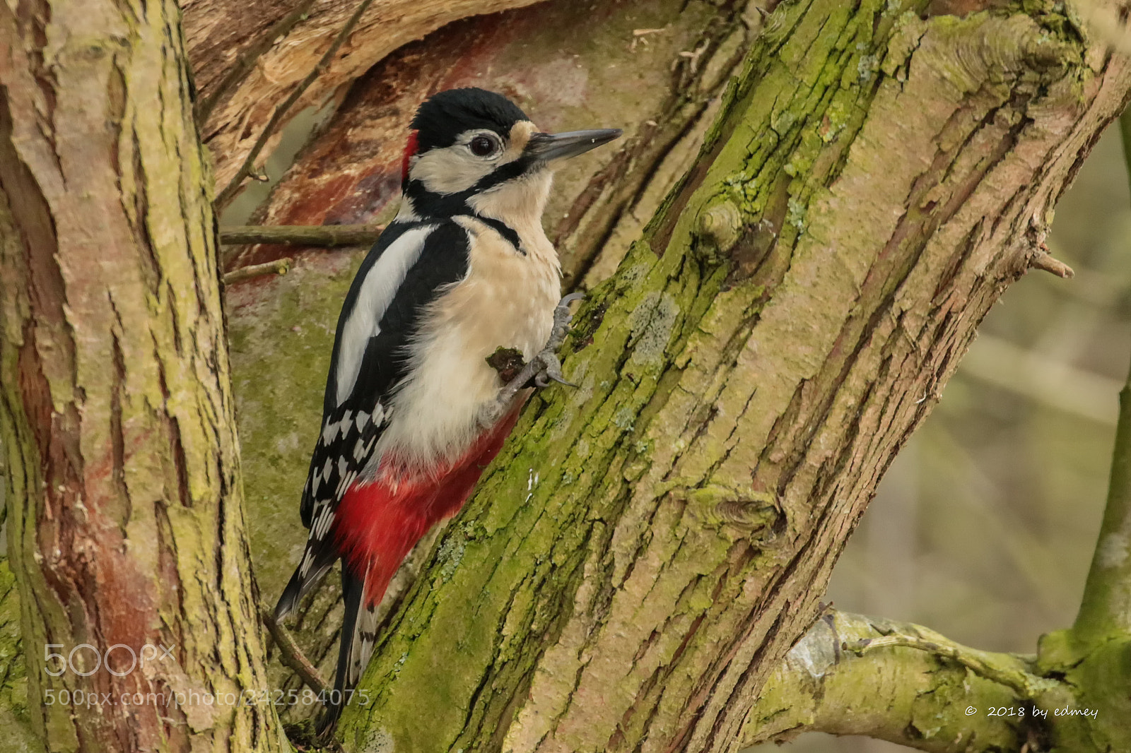 Canon EOS 7D Mark II sample photo. Dendrocopos major photography