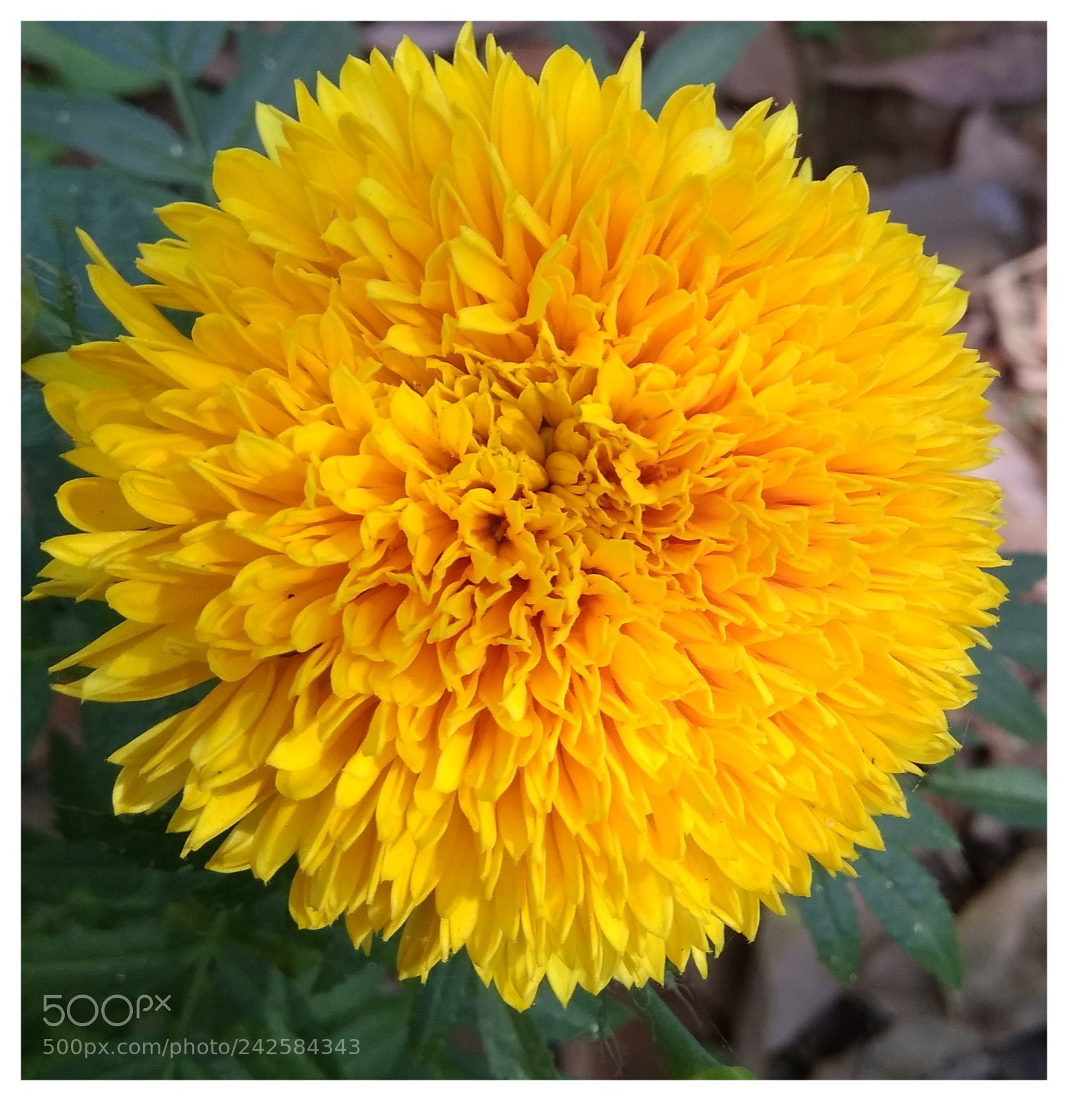 Xiaomi MI MAX sample photo. Untitled photography