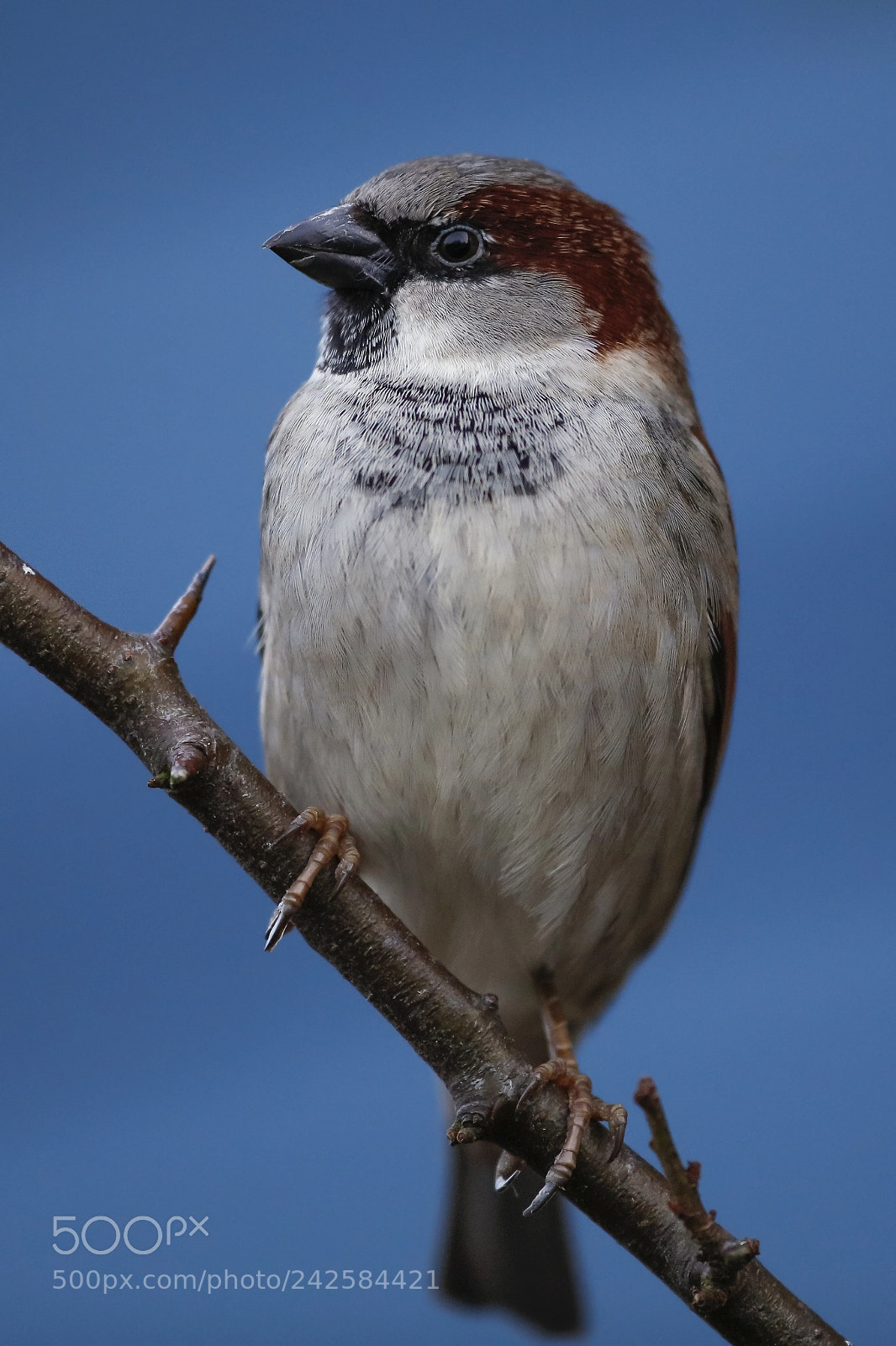 Canon EOS 5DS R sample photo. House sparrow photography