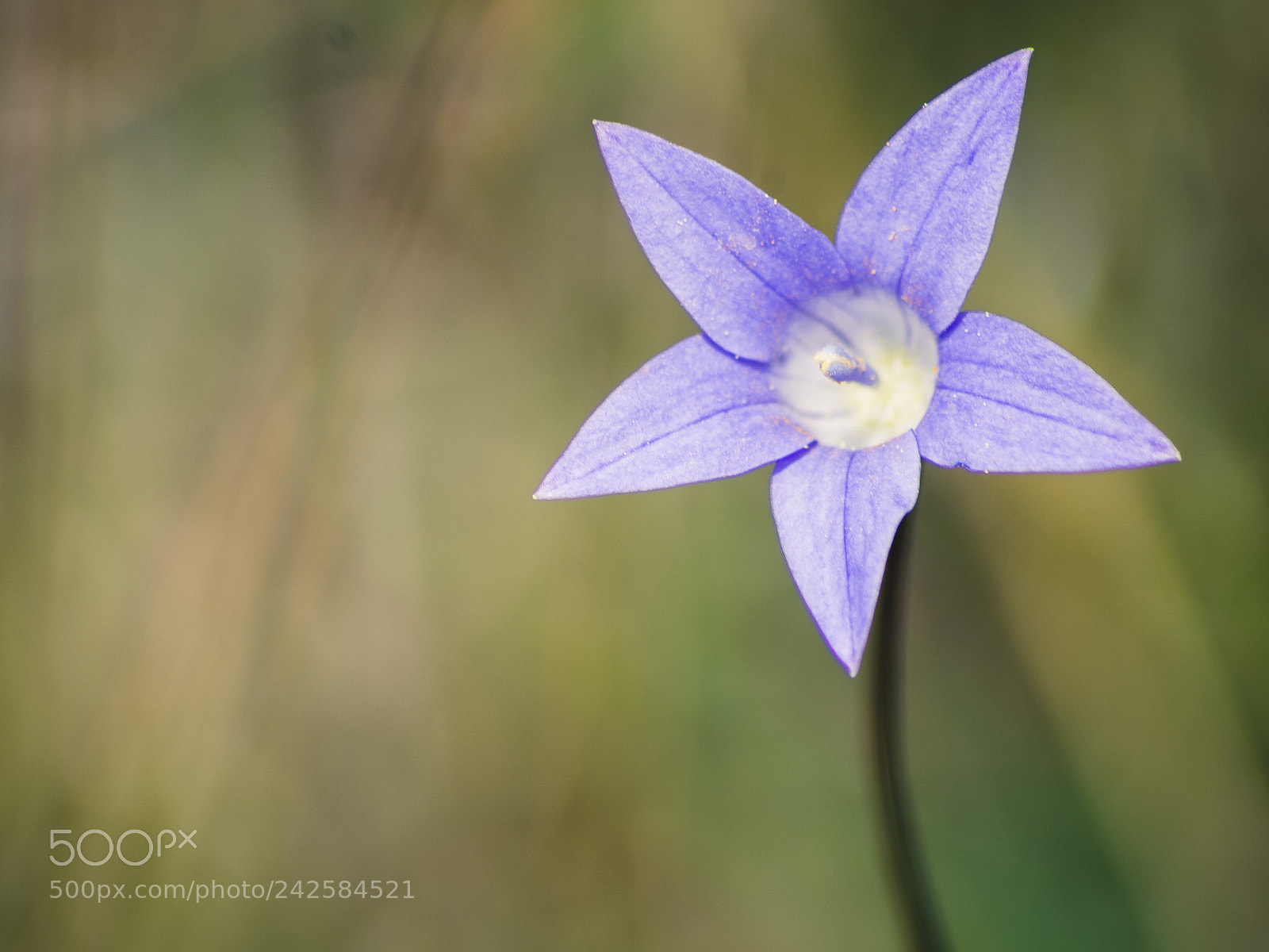 Nikon D7200 sample photo. Native bluebell in the photography