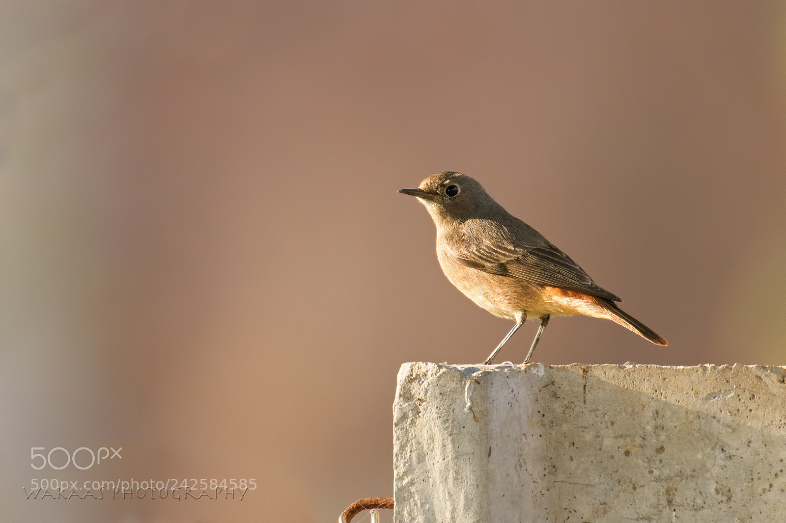 Nikon D500 sample photo. Black redstart photography