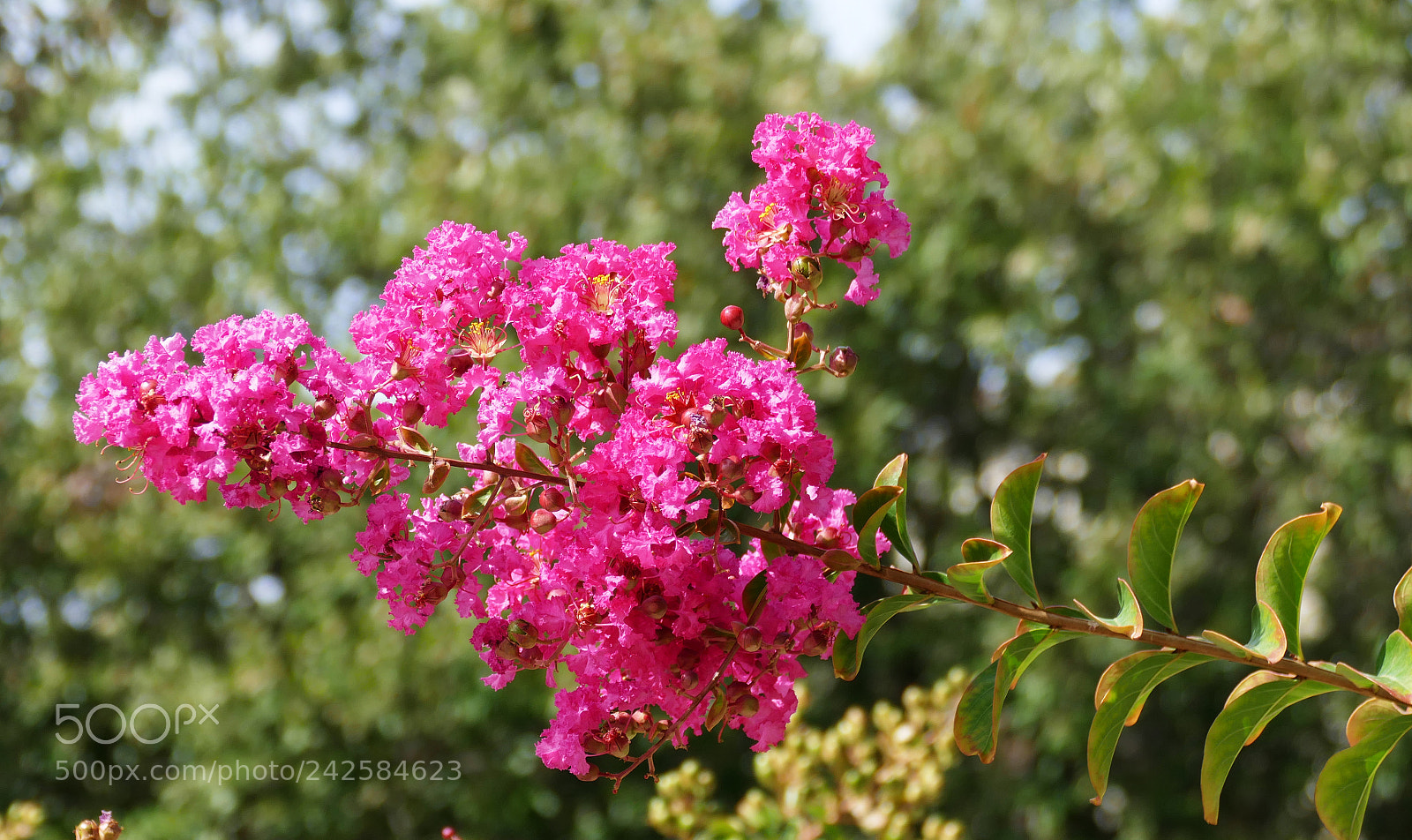 Panasonic Lumix DMC-FZ1000 sample photo. Mediteraneo photography
