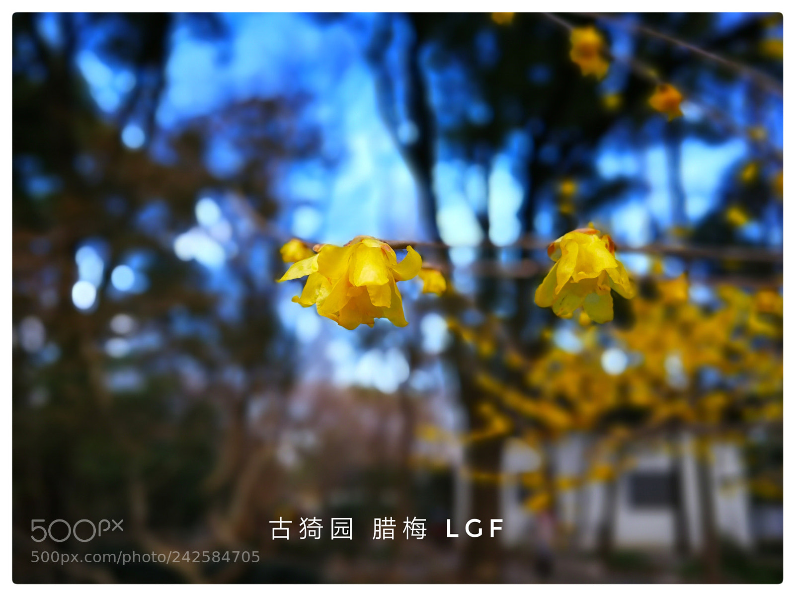HUAWEI Mate 9 sample photo. Wintersweet guyi garden photography