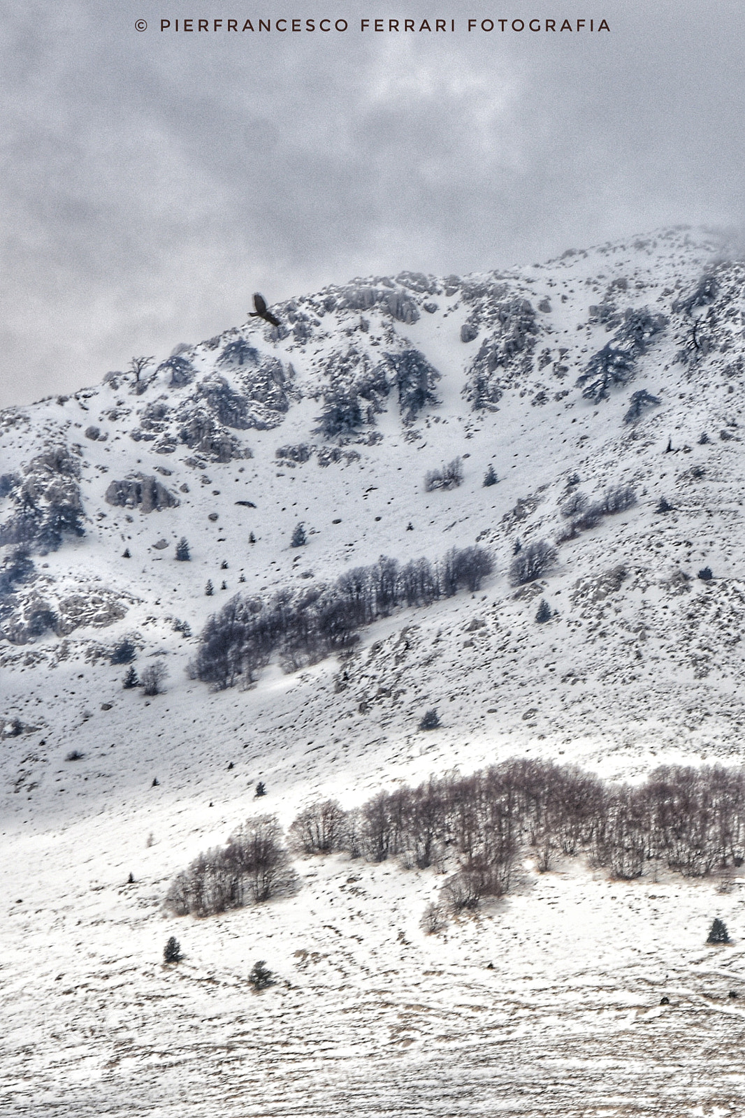 Nikon D7200 sample photo. Poiana appena fotografata vola photography