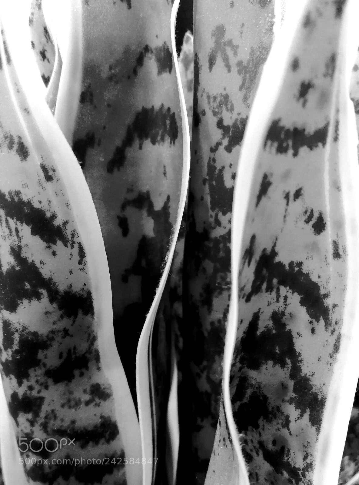 HUAWEI Mate 9 sample photo. Tiger leaf photography
