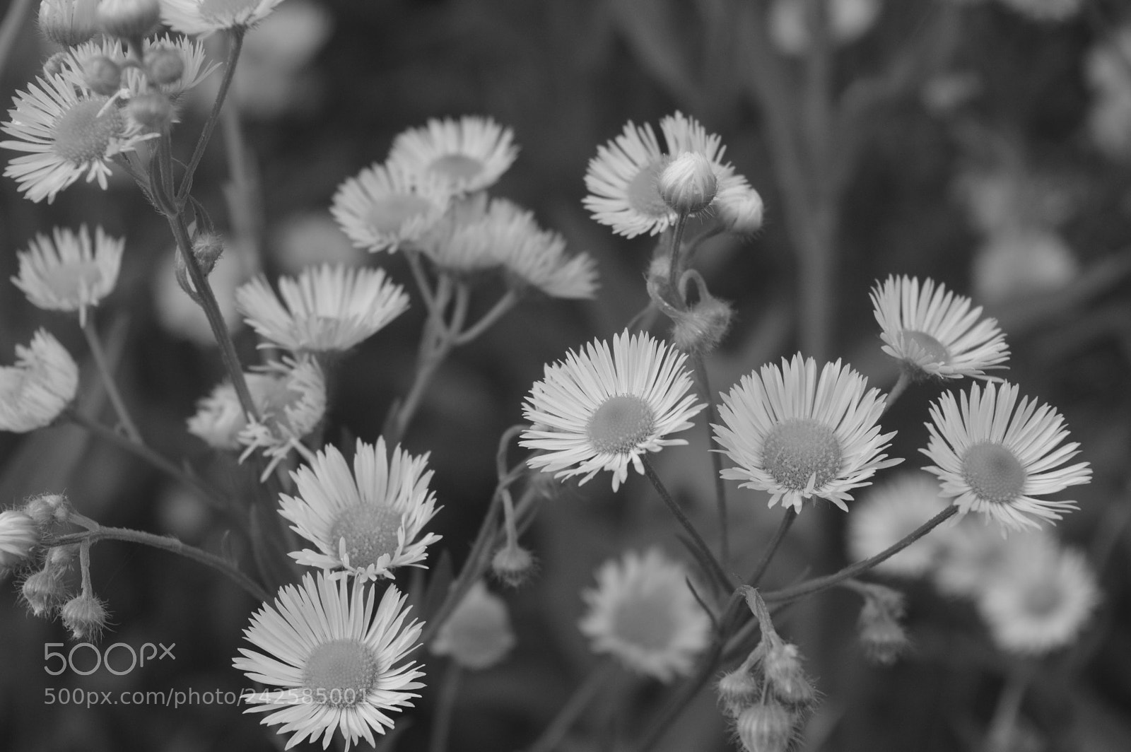 Nikon D3200 sample photo. 34883101713.jpg photography