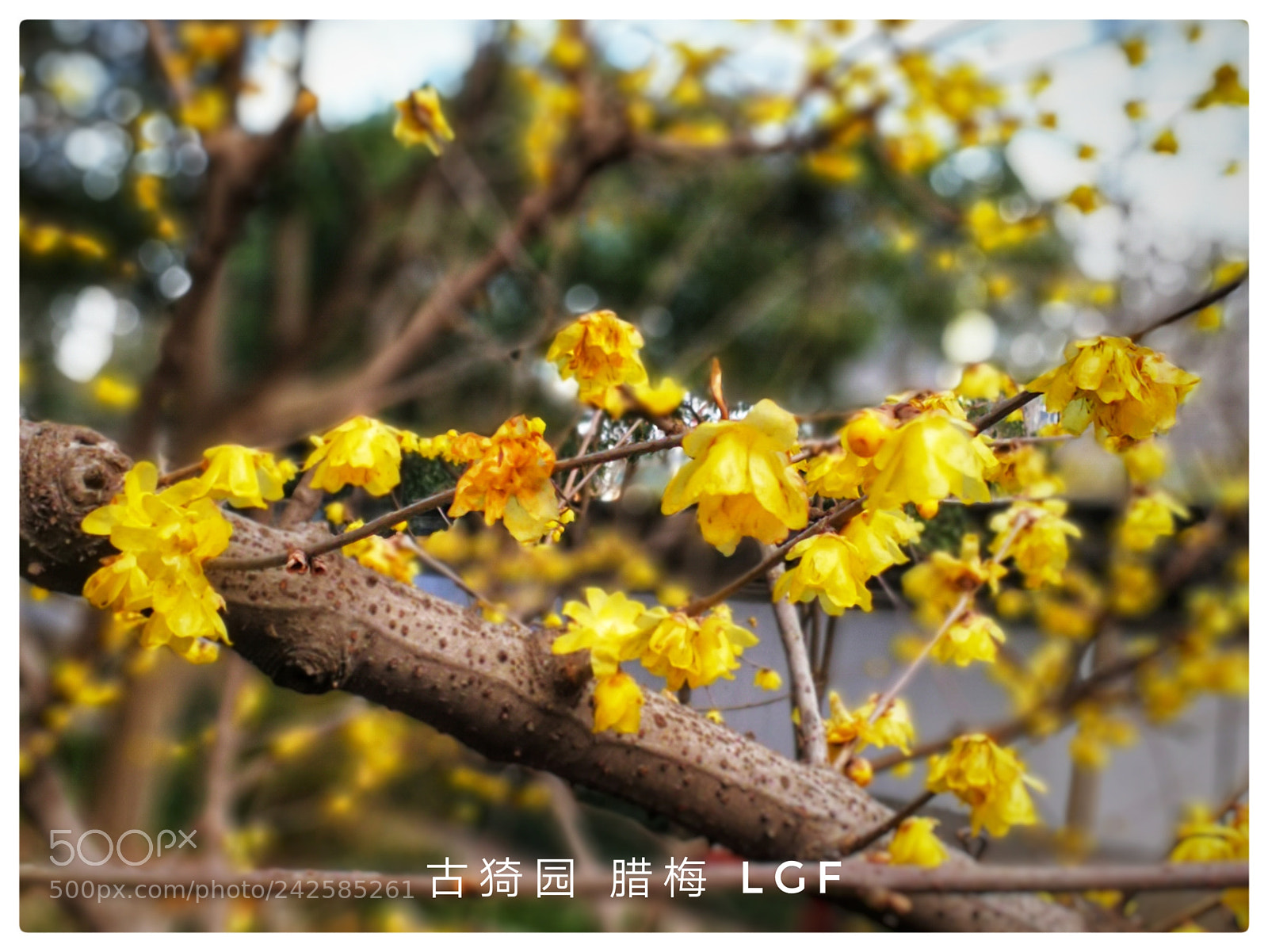 HUAWEI Mate 9 sample photo. Wintersweet guyi garden photography