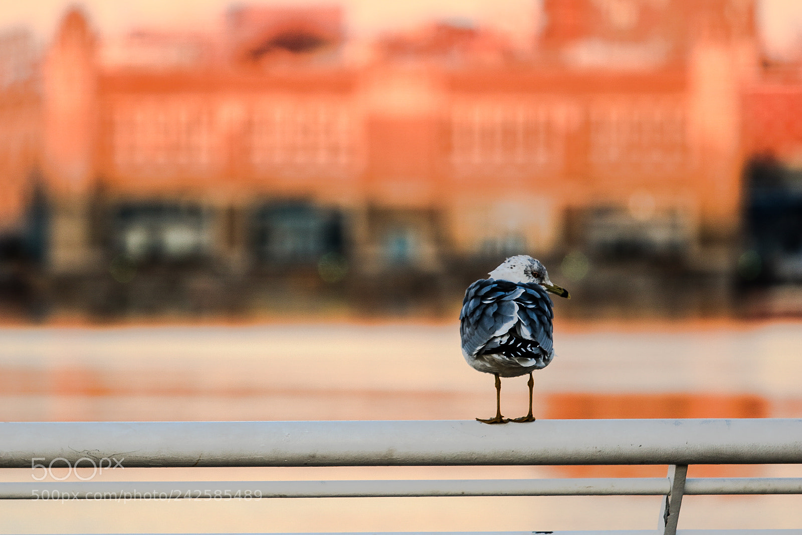 Canon EOS 760D (EOS Rebel T6s / EOS 8000D) sample photo. Bird watching his back photography