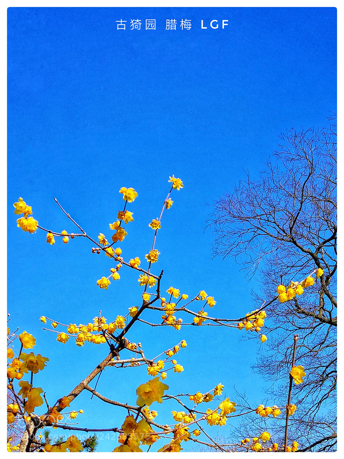 HUAWEI Mate 9 sample photo. Wintersweet guyi garden photography