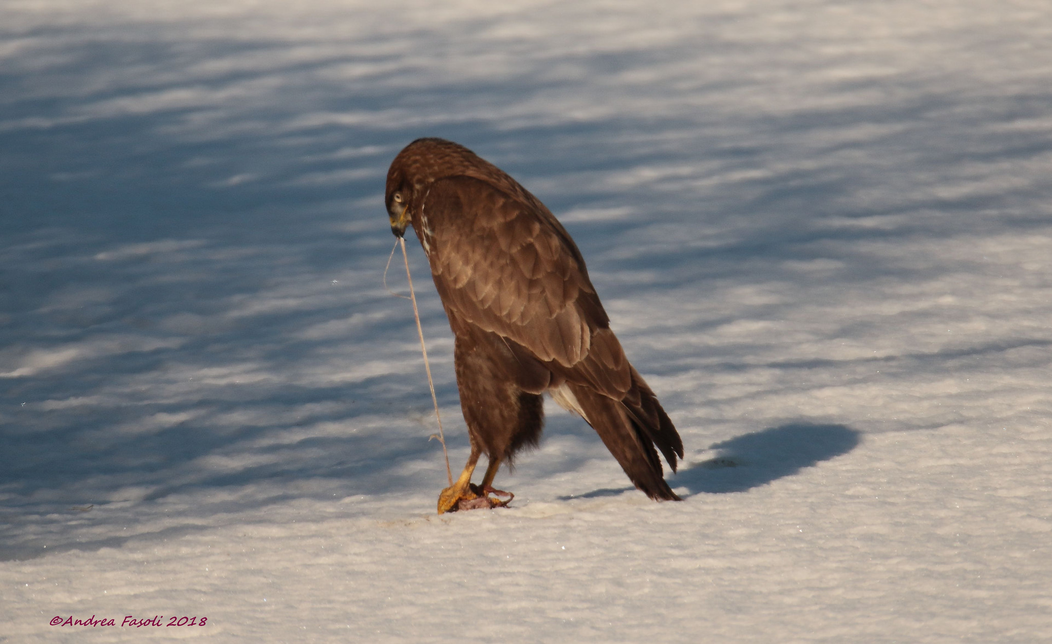 Sigma 150-600mm F5-6.3 DG OS HSM | S sample photo. Gnam !! poiana - common buzzard - buteo buteo photography