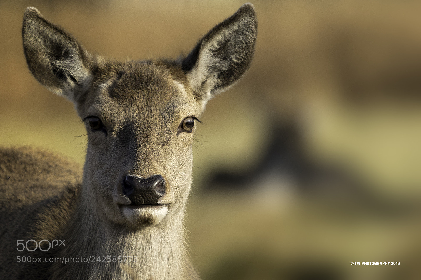 Canon EOS 7D Mark II sample photo. Looking at you photography