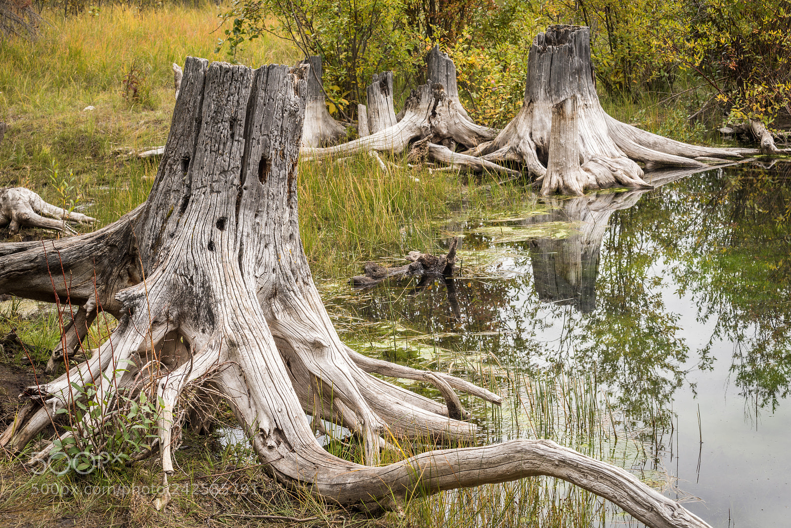 Nikon D810 sample photo. Vermillion lakes #3 photography