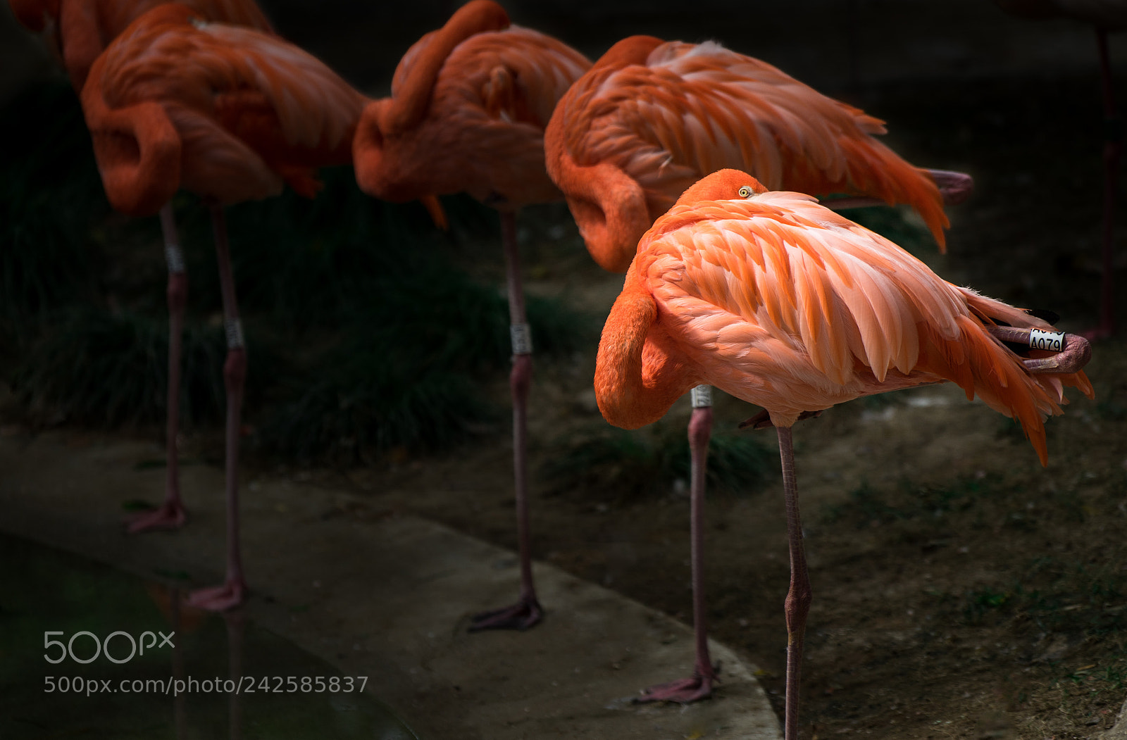 Sony a7 II sample photo. Red flamingo photography