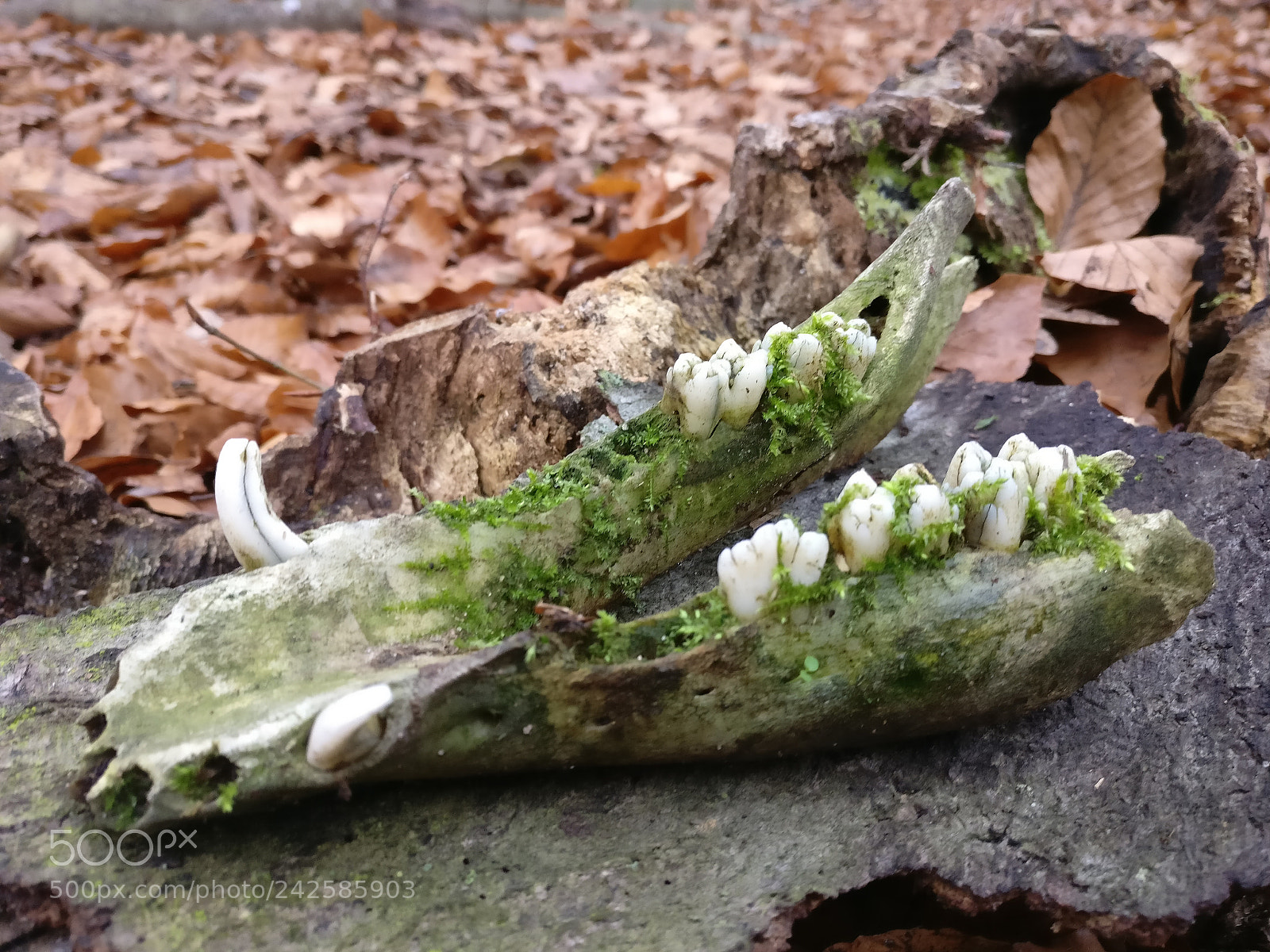 OnePlus A3003 sample photo. Vanitas photography
