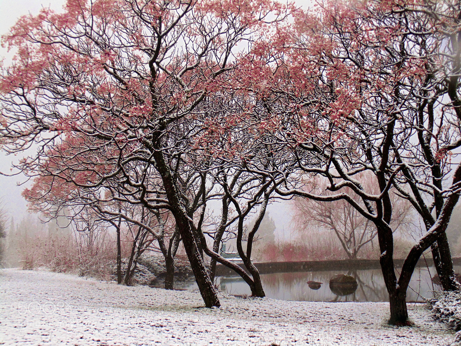 Sony Cyber-shot DSC-H200 sample photo. Winter morning photography