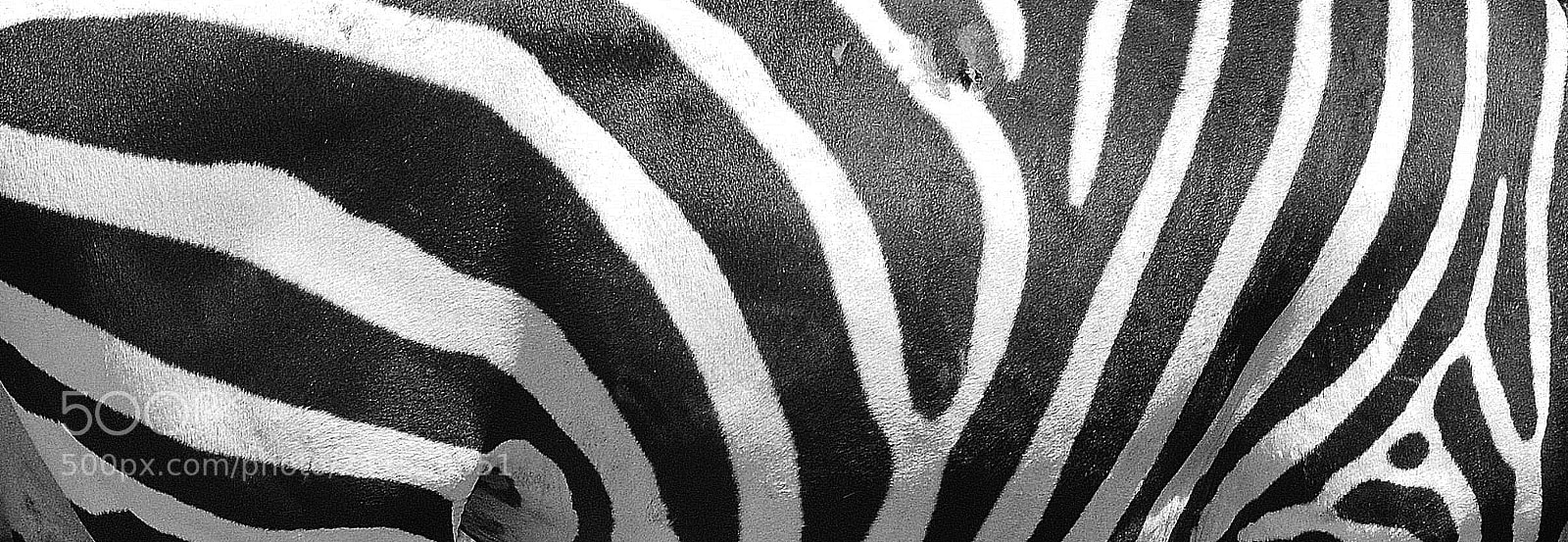 Nikon D3200 sample photo. Zebra photography