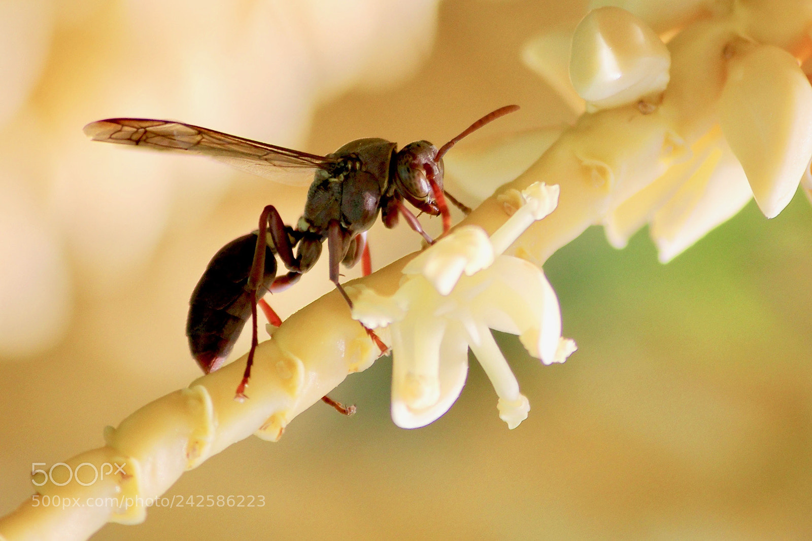 Canon EOS 60D sample photo. Wasp photography