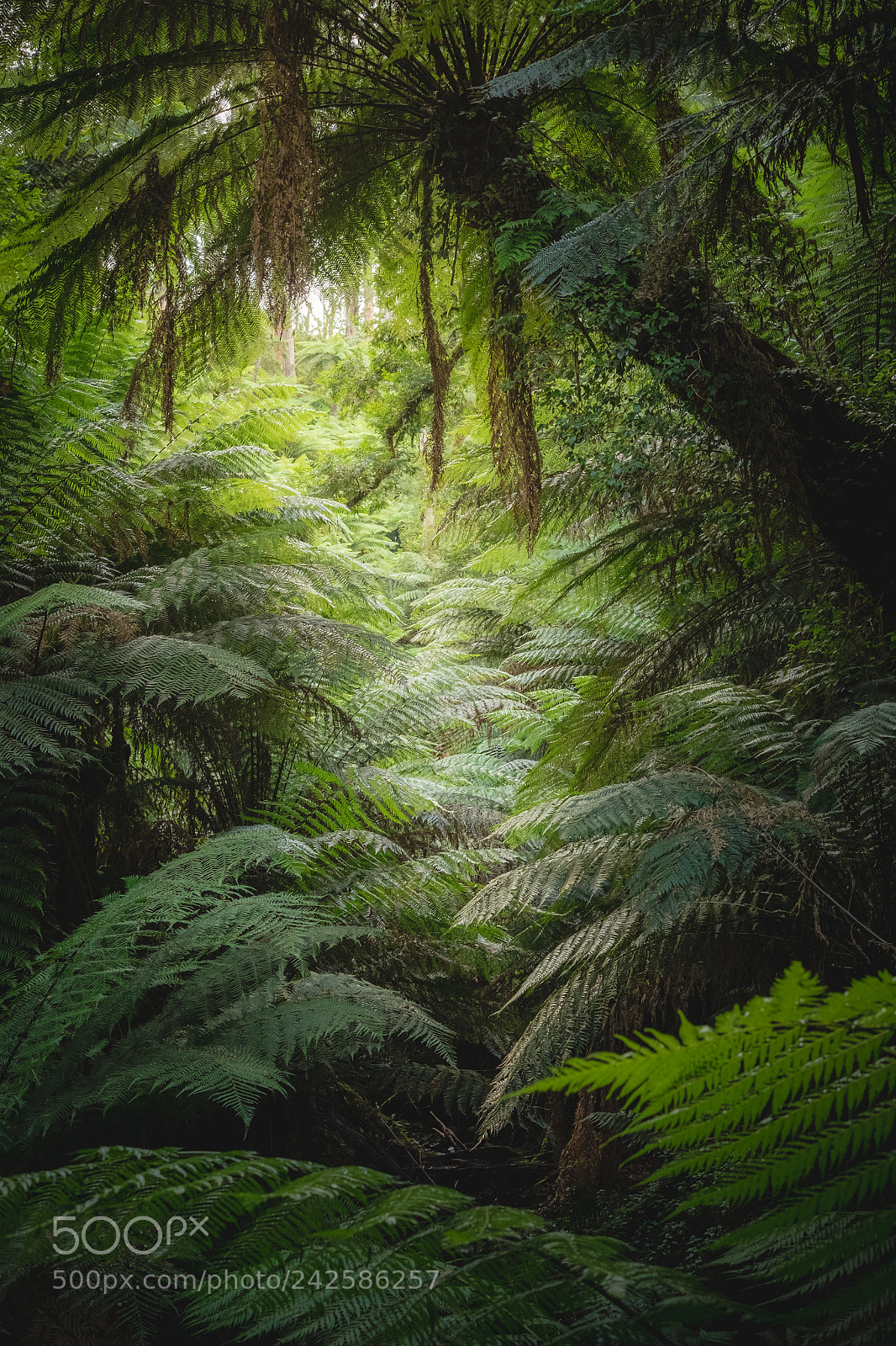 Fujifilm X-T10 sample photo. Ferns everywhere at tarra-bulga photography