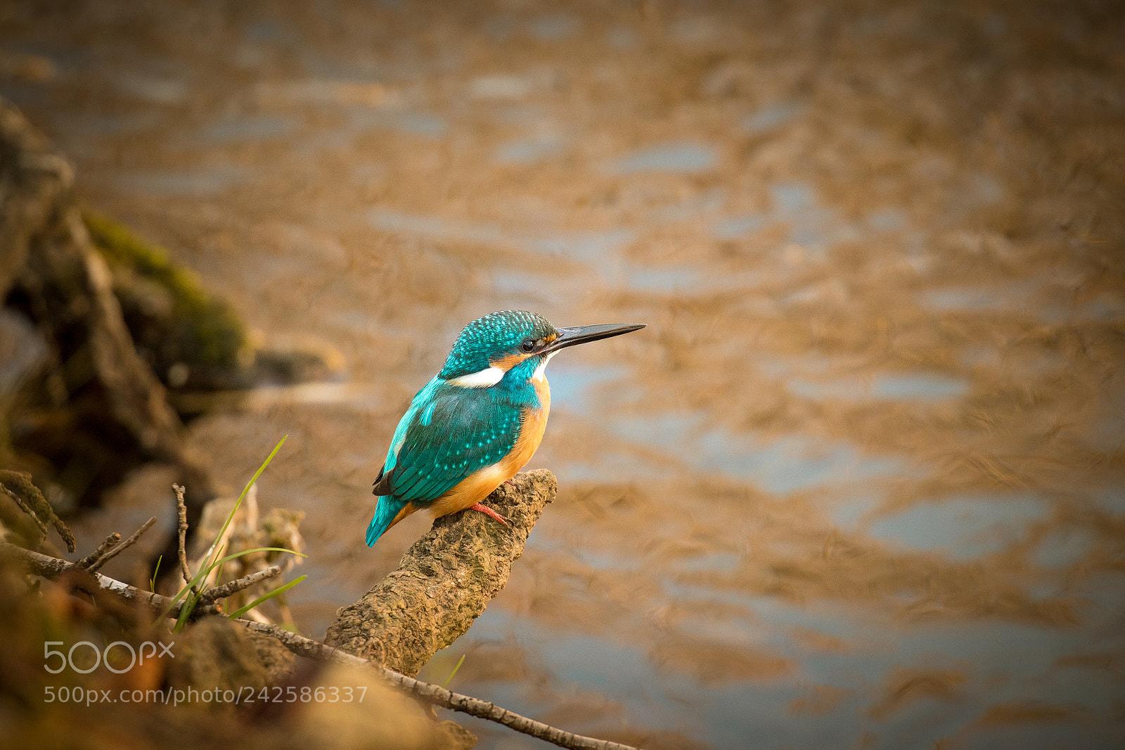 Canon EOS 7D Mark II sample photo. Kingfisher photography