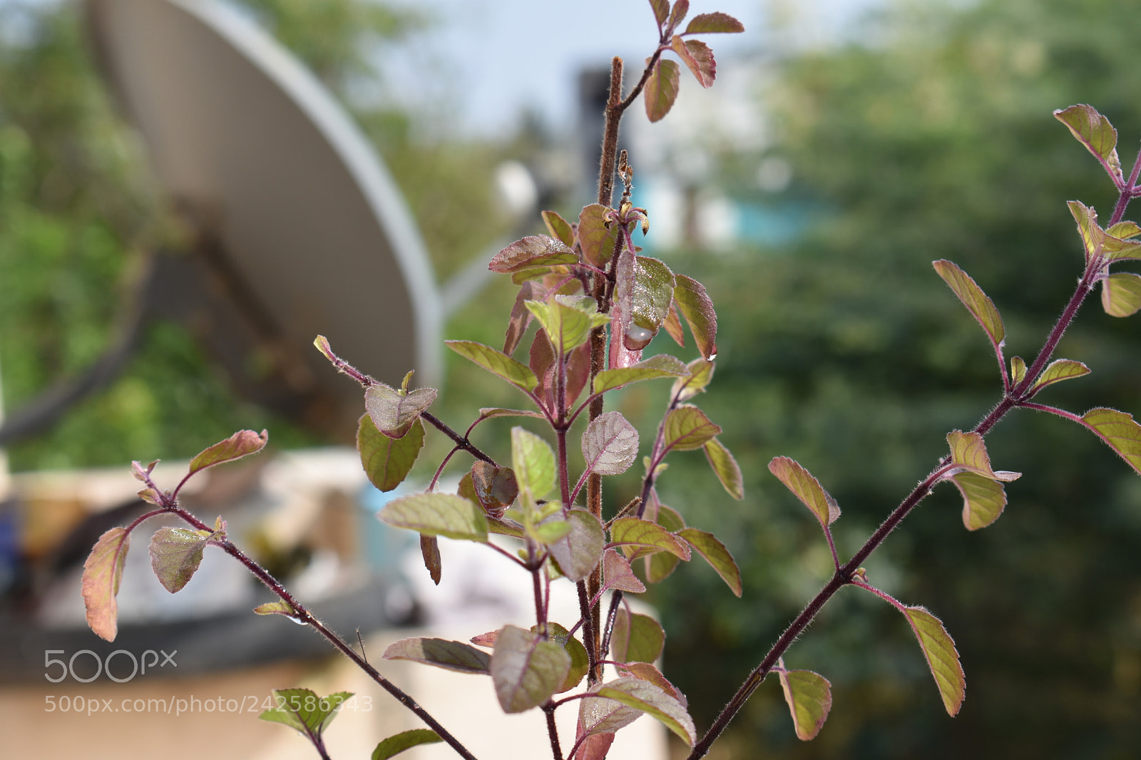 Nikon D3400 sample photo. Holy basil photography